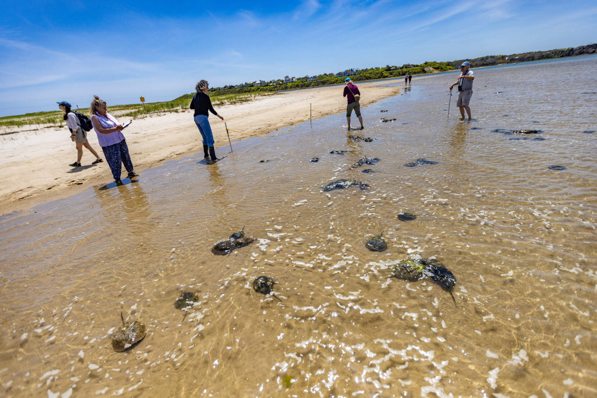 The team from Mass Audubon marks areas for the count using sticks and ropes. The volunteers work their way around the beach, surveying the number of horseshoe crabs as they come to the shallow water to breed. (Jesse Costa/WBUR)