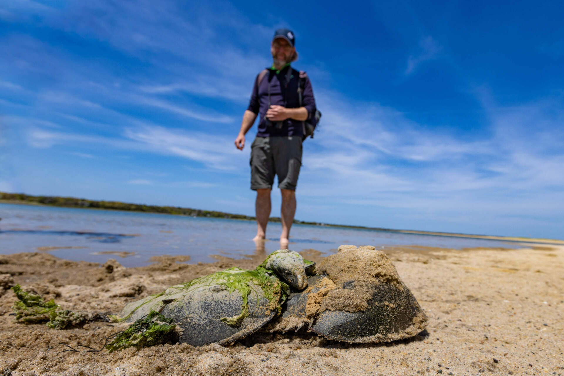 Mark Faherty, science coordinator at Mass Audubon's Wellfleet Bay Wildlife Sanctuary, watches as a female horseshoe crab drags a smaller male, attached to her back, across the sand. (Jesse Costa/WBUR)
