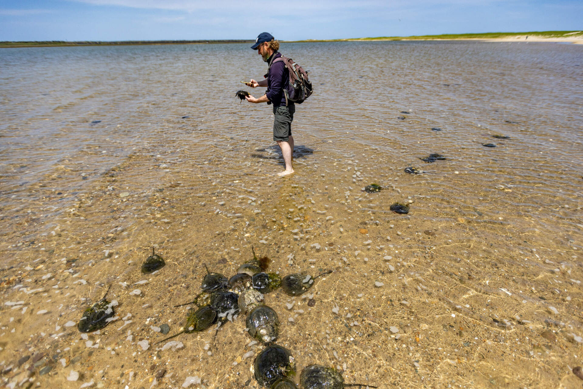 Mark Faherty, science coordinator at Mass Audubon's Wellfleet Bay Wildlife Sanctuary, makes a record of a horseshoe crab that had been tagged previously (Jesse Costa/WBUR)