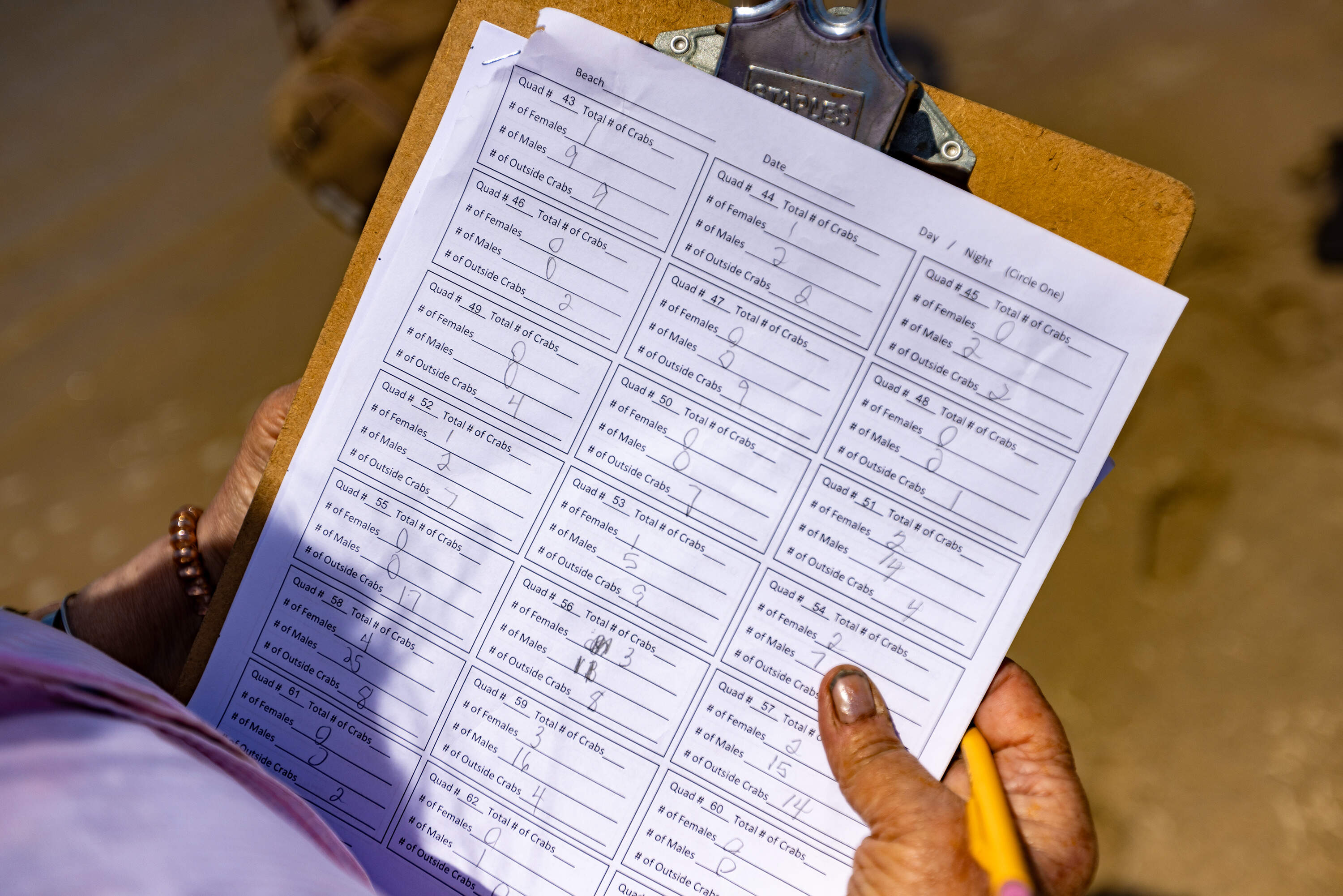 Volunteer Audrey Stage logs a record of all of the horseshoe crabs found during their survey of the site in Orleans. (Jesse Costa/WBUR)