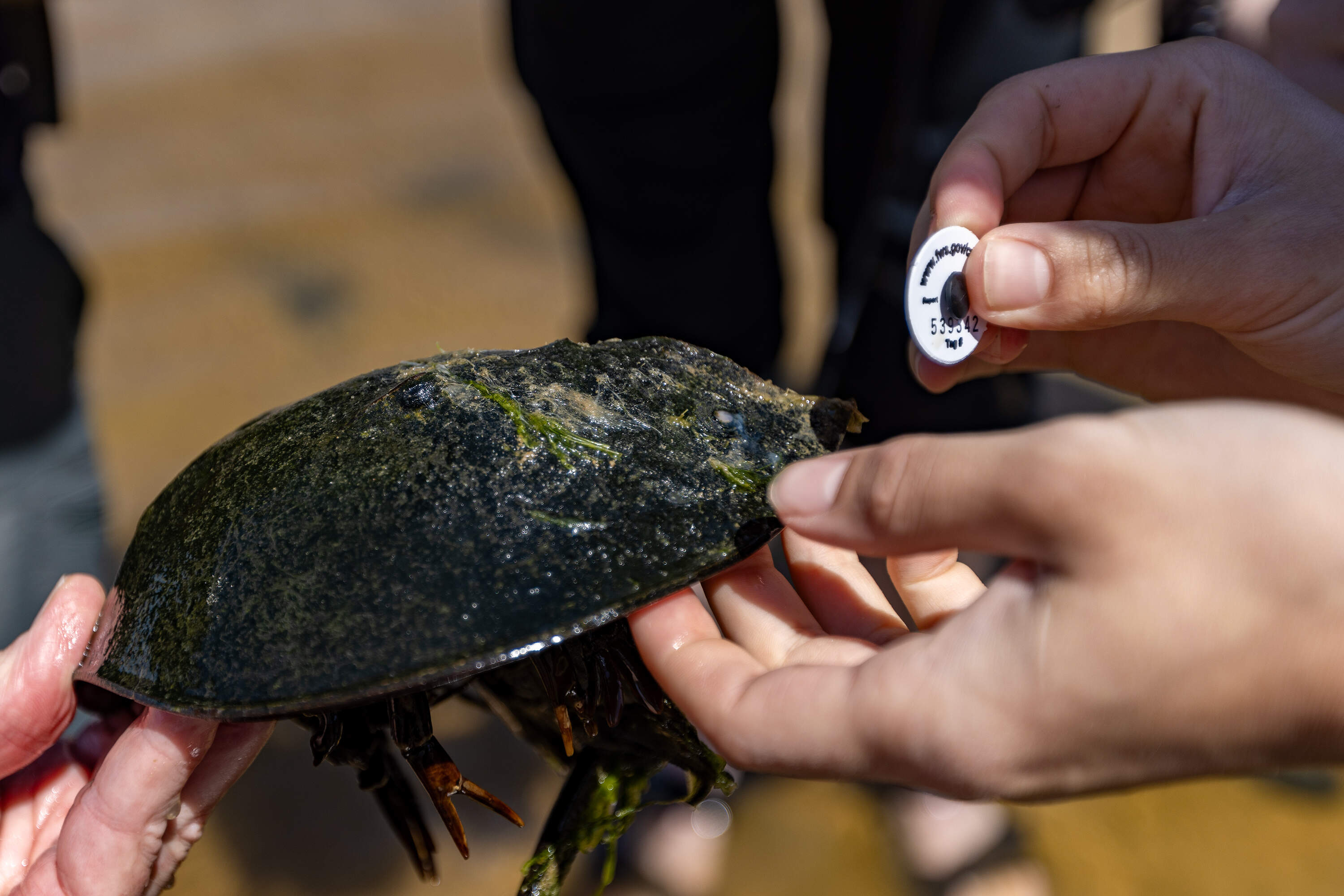 Mass Audubon's Jessy Minker tags a male horseshoe crab during the Orleans survey. (Jesse Costa/WBUR)
