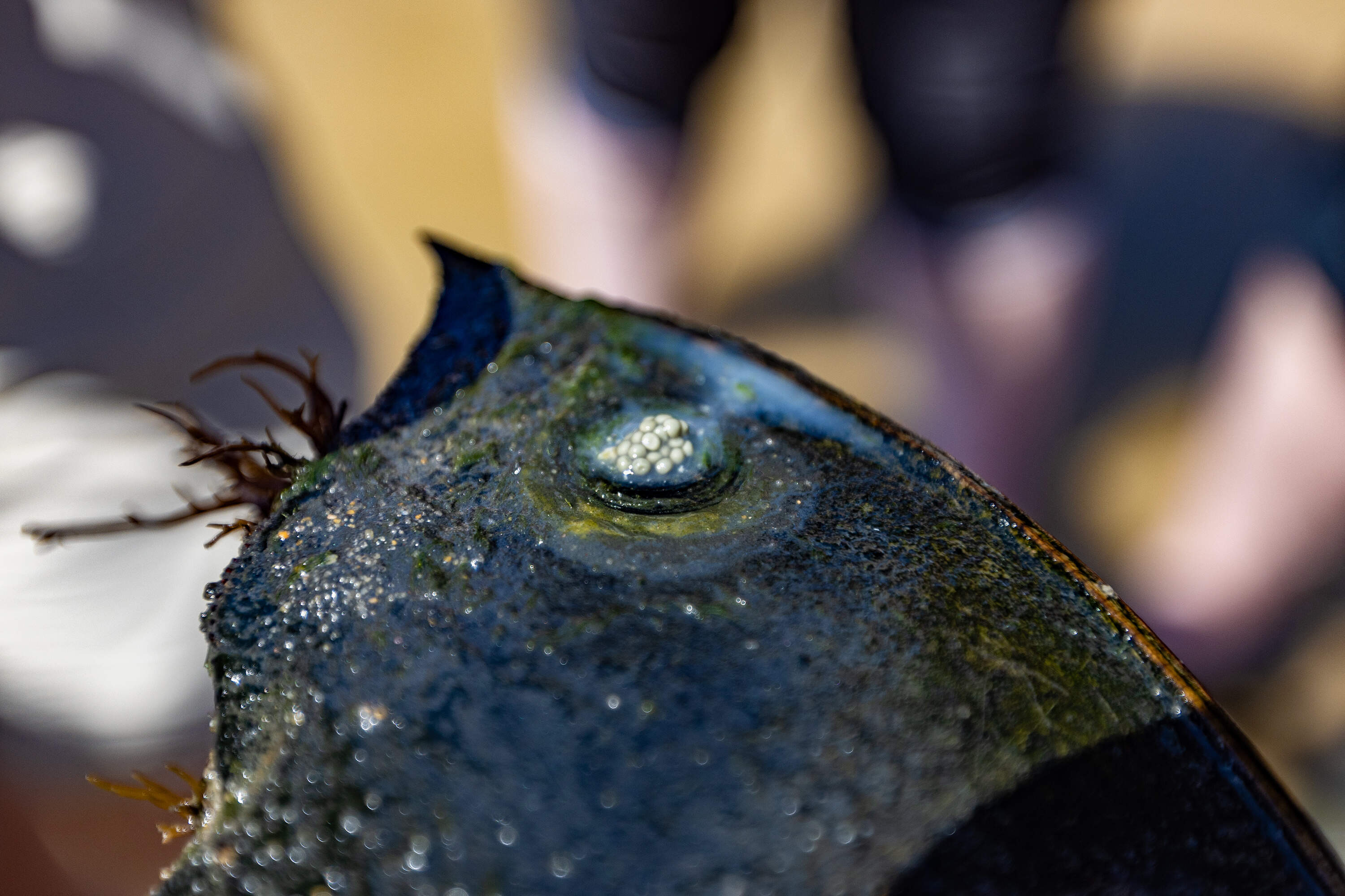 Horseshoe crab eggs seep from a female horseshoe crab. (Jesse Costa/WBUR)