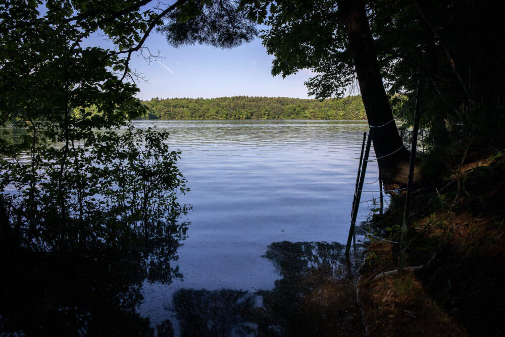Walden Pond on a summer morning. (Robin Lubbock/WBUR)