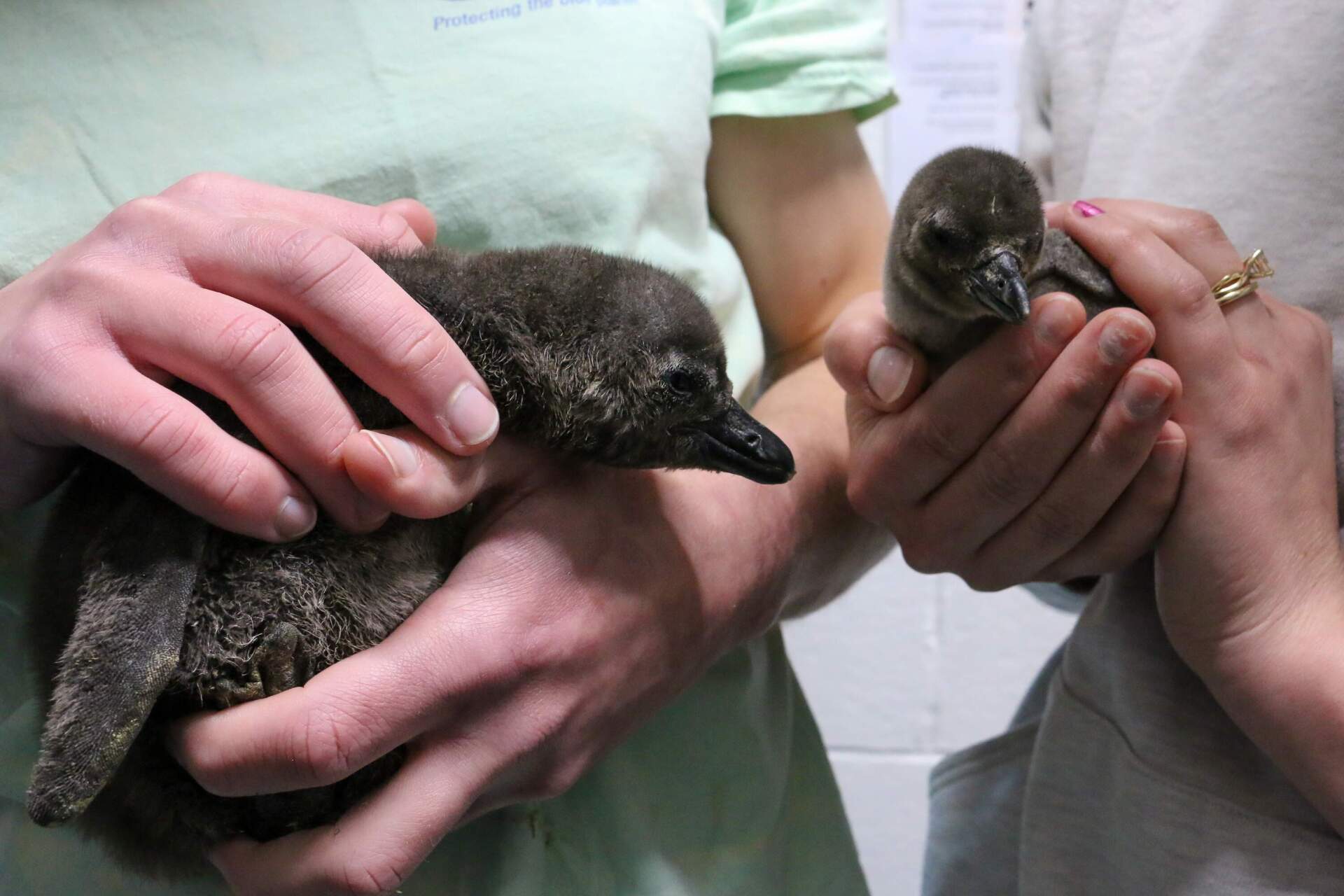 Two African penguin chicks. (Photo courtesy New England Aquarium)