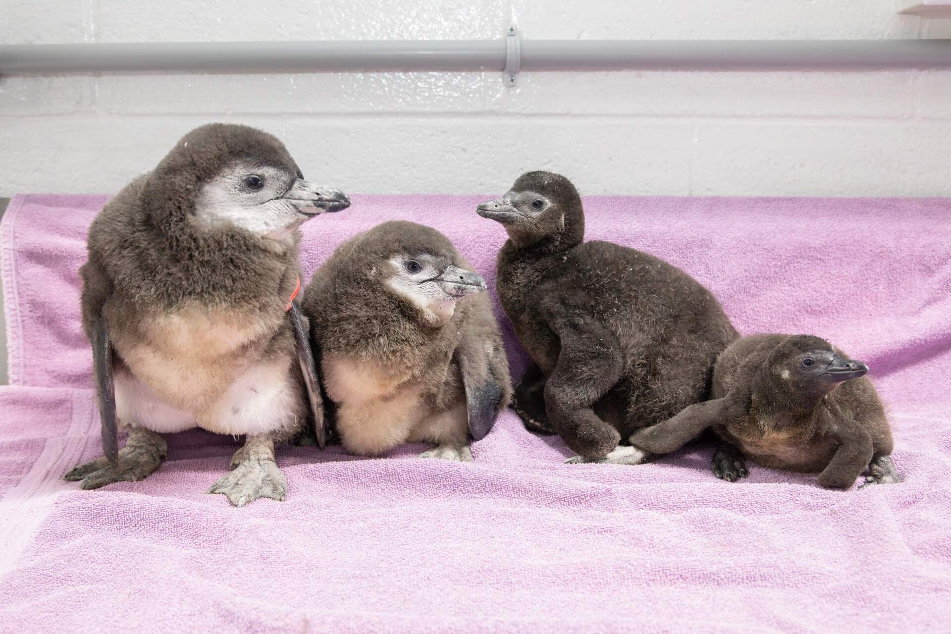 Four baby penguins sit together at the New England Aquarium (Photo courtesy New England Aquarium)