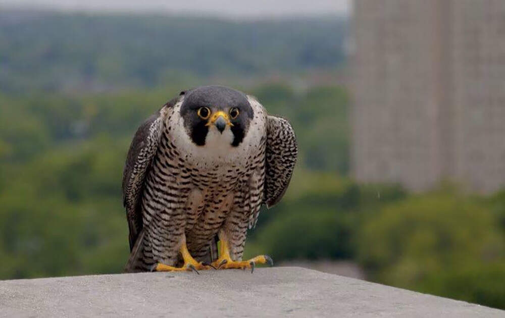 A peregrine falcon sits atop a Massachusetts building. (Courtesy of MassWildlife)