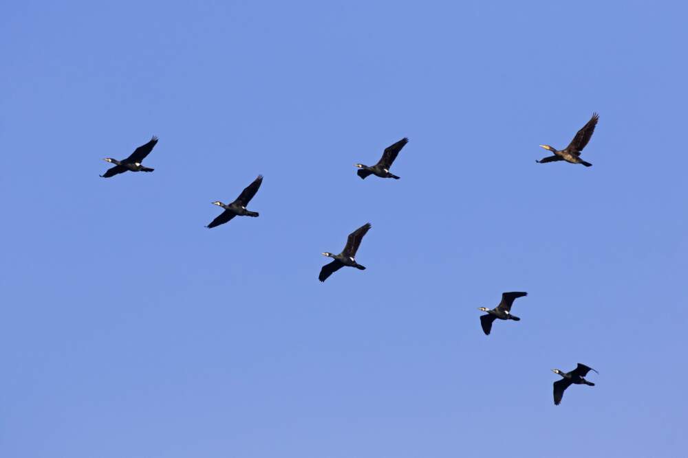 Great cormorants flying in V-formation against blue sky. (Sven-Erik Arndt/Arterra/Universal Images Group via Getty Images)
