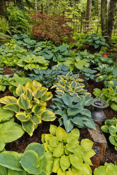 A hosta garden in late spring. (Getty Images)
