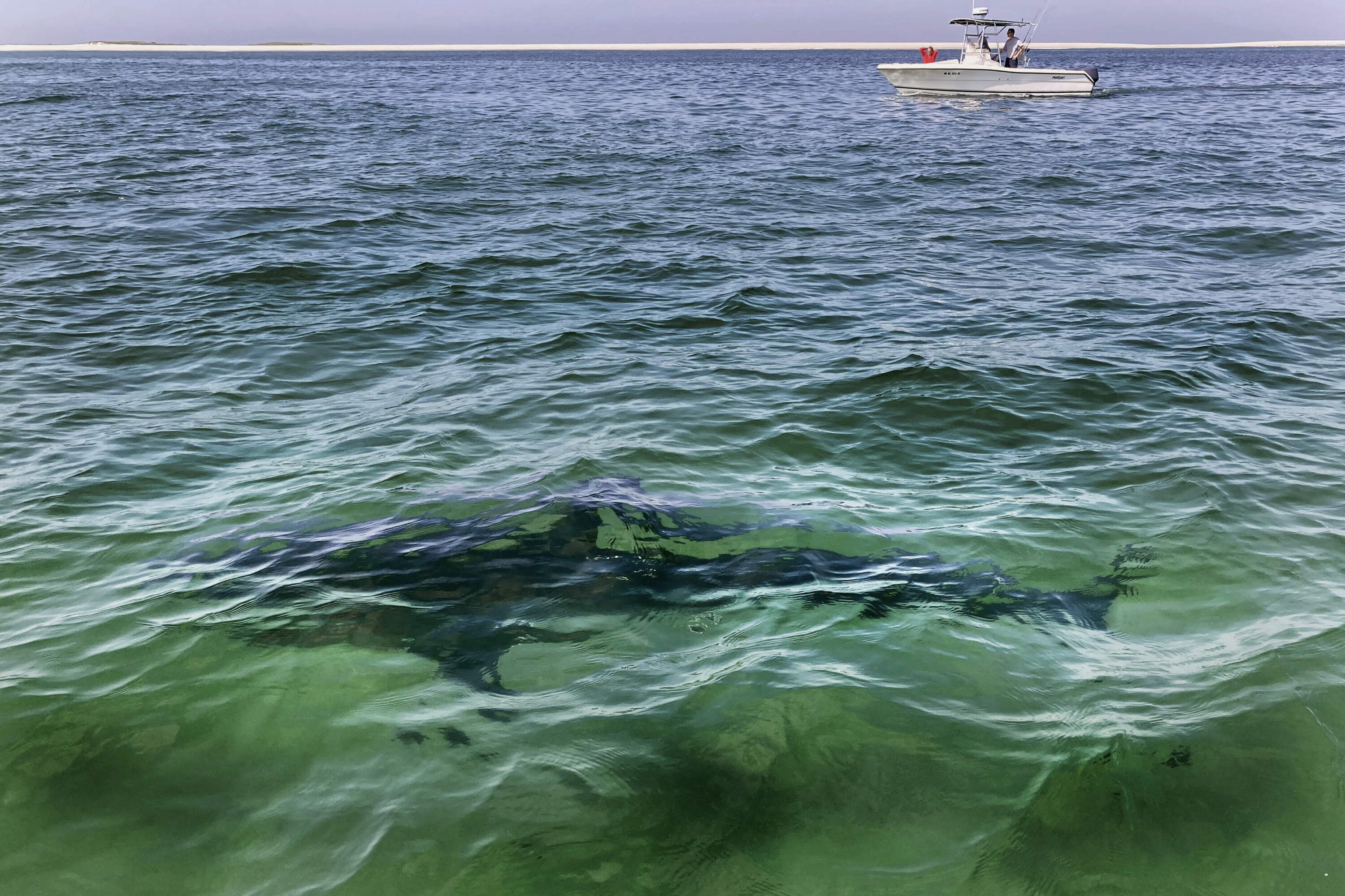 FILE; A shark is seen swimming across a sand bar on Aug. 13, 2021 off the coast of Cape Cod. (Phil Marcelo/AP)