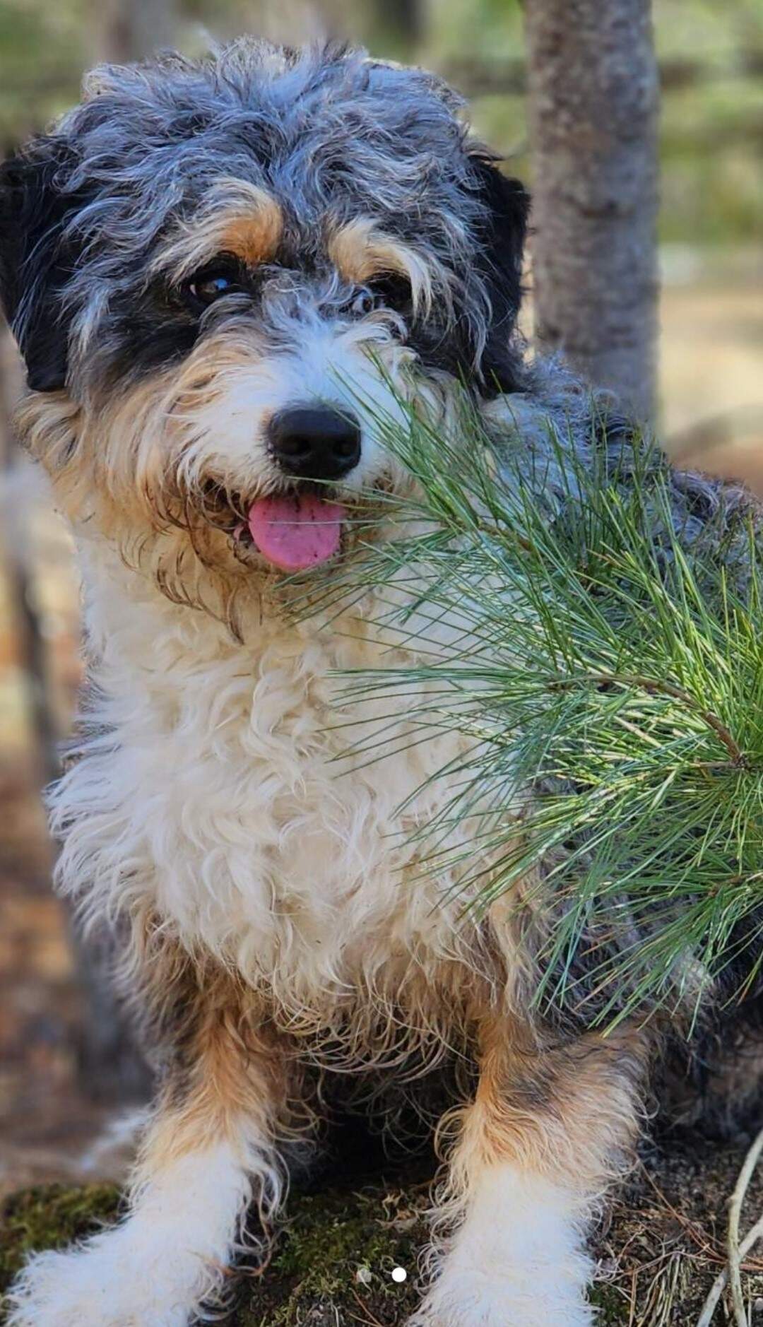 The author's dog, Billie. (Courtesy Julie Wittes Schlack)