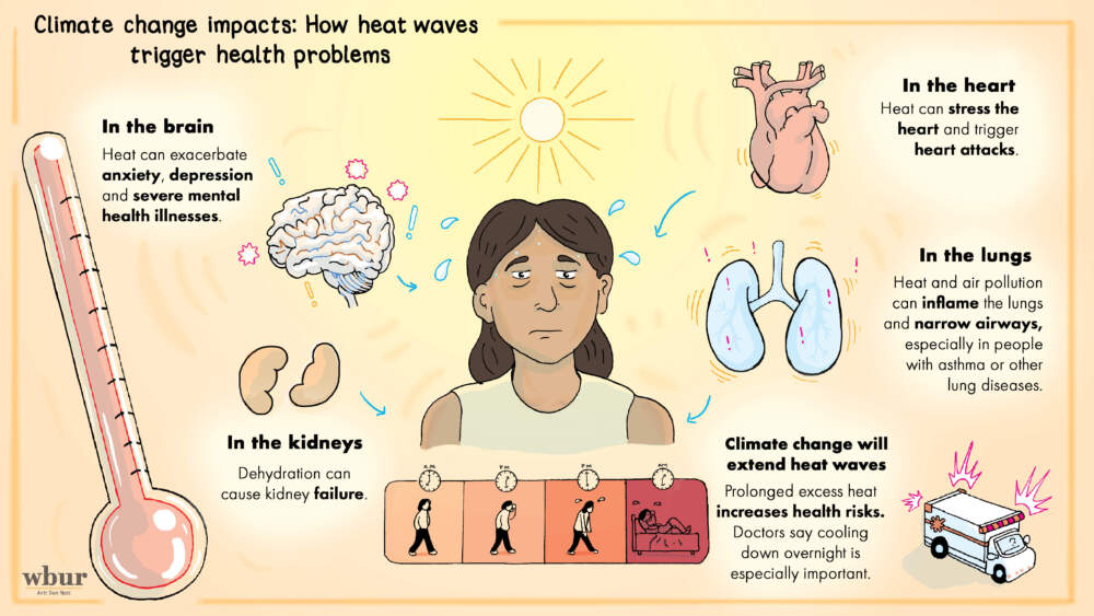 A graphic showing how climate change will extend heat waves, and how this harms the body, in particular the brain, the kidneys, the lungs, and the heart.