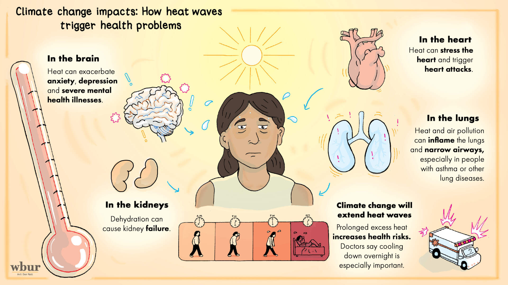 A graphic showing how climate change will extend heat waves, and how this harms the body, in particular the brain, the kidneys, the lungs, and the heart.