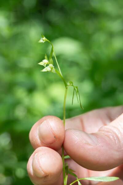 False mermaid-weed flowers are very small, about a centimeter across. (Courtesy of Vermont Fish and Wildlife Department via Vermont Public)