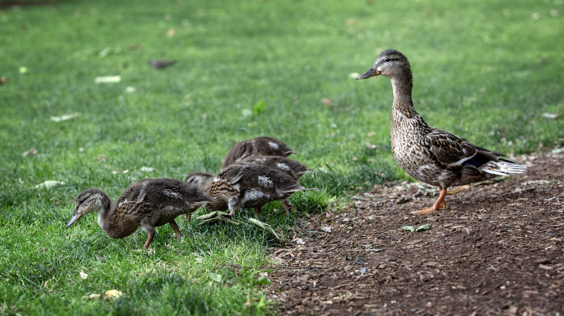 Although it's the first day of the NBA Finals, these duckings in the Boston Public Garden are not wearing Celtics jerseys. (Robin Lubbock/WBUR)