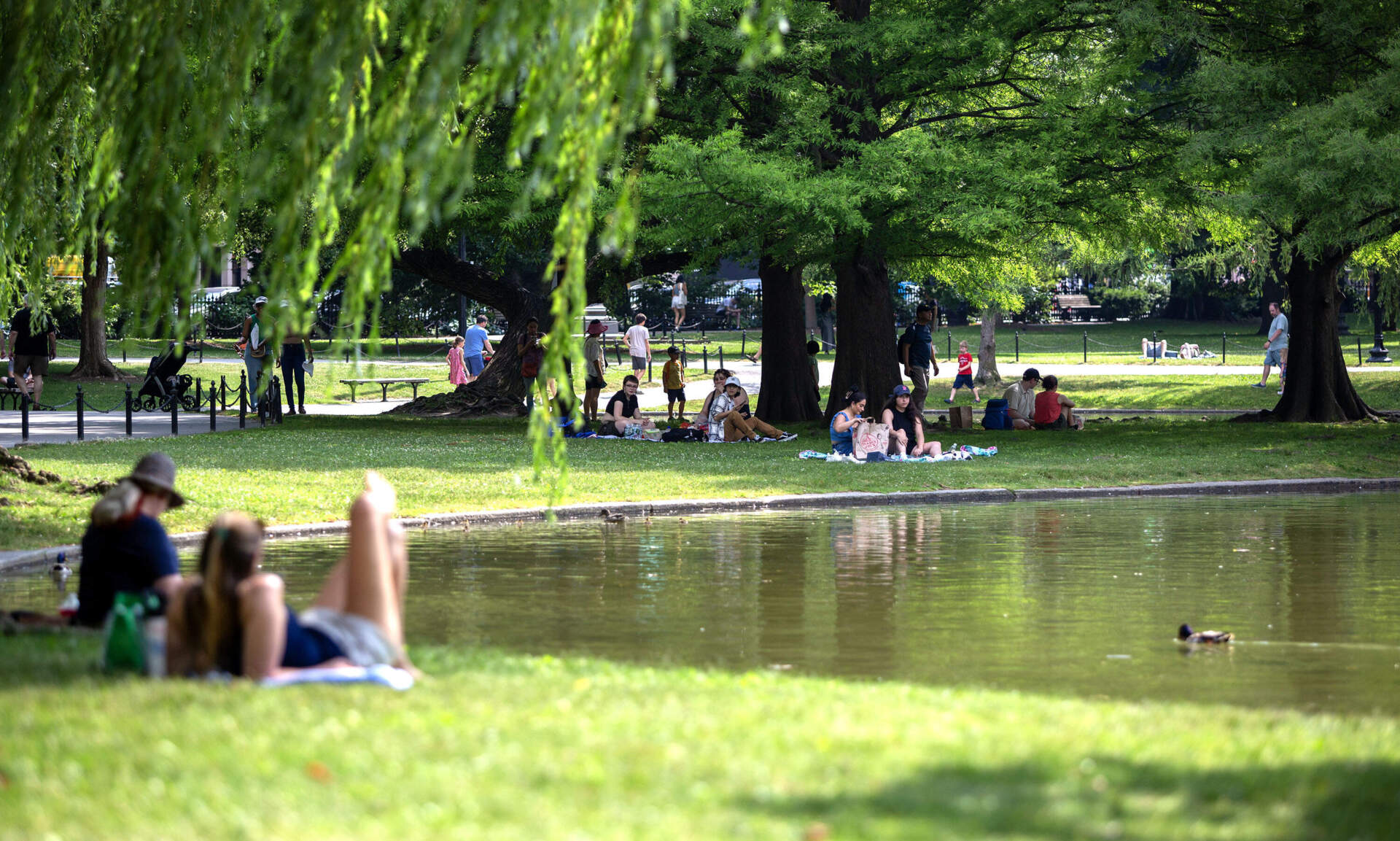 Sheltering in shade, people picnic by the lake in Boston's Public Garden. (Robin Lubbock/WBUR)