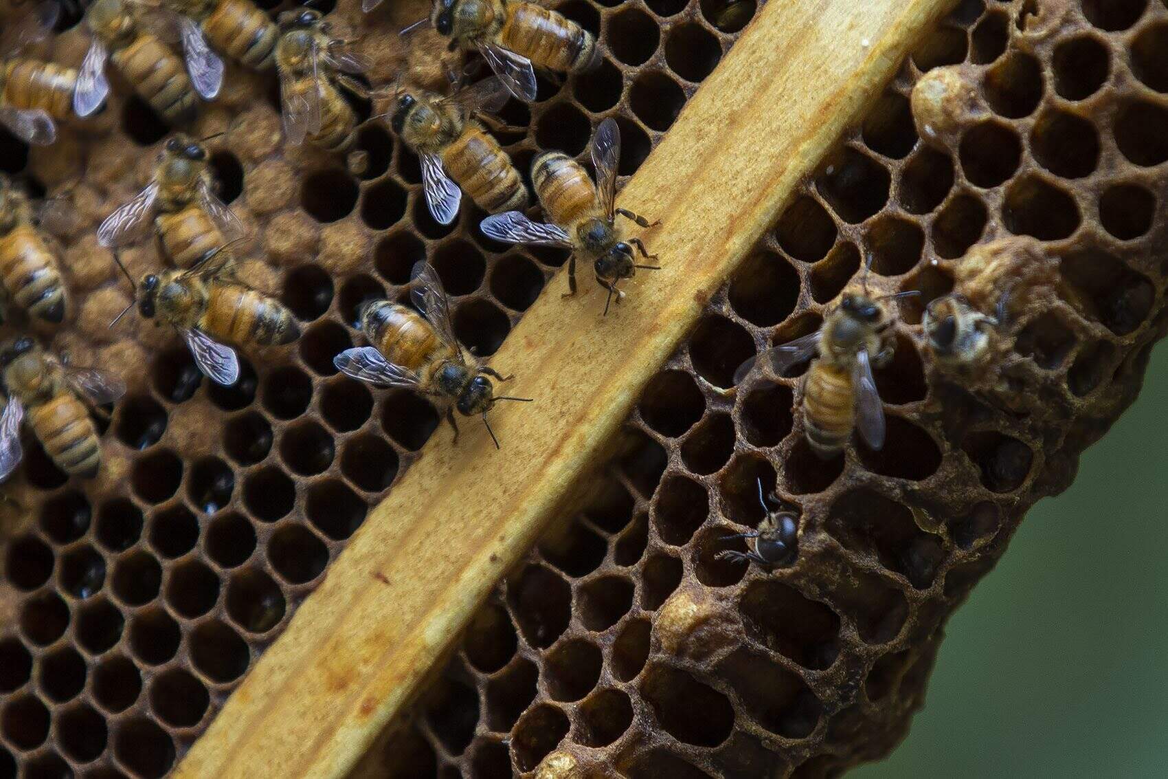 Nursing worker honeybees on a honeycomb frame from a bees hive at the Marshfield Fair. (Jesse Costa/WBUR)