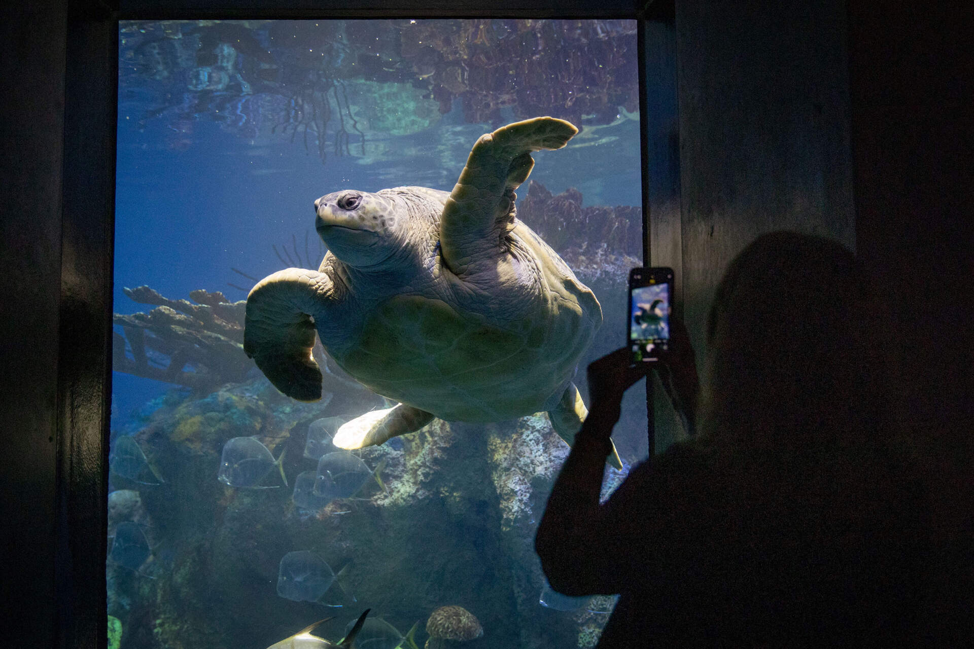 Myrtle swims by an aquarium visitor. (Robin Lubbock/WBUR)