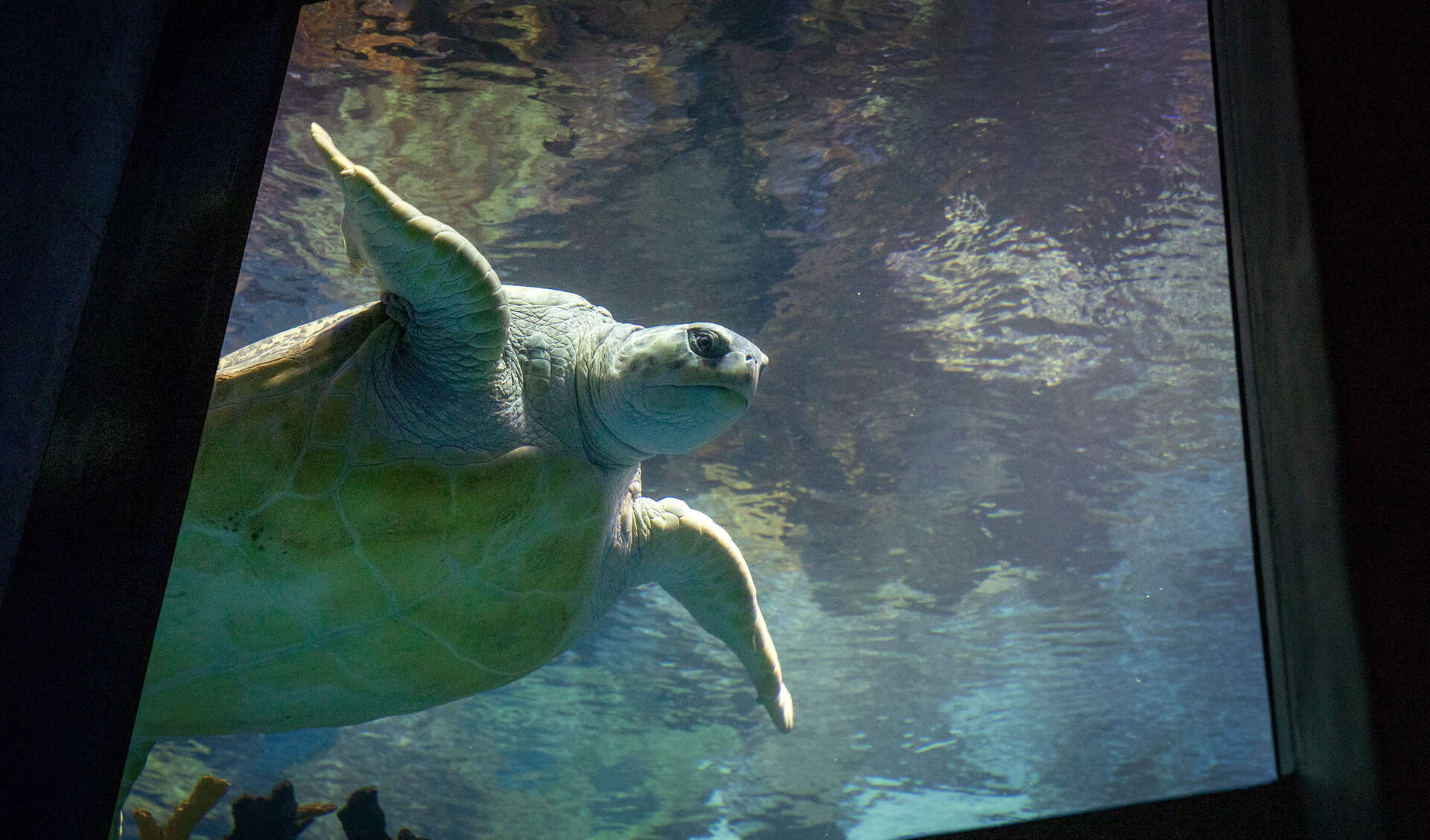 Myrtle the Turtle looks through a window of the Giant Ocean Tank. (Robin Lubbock/WBUR)