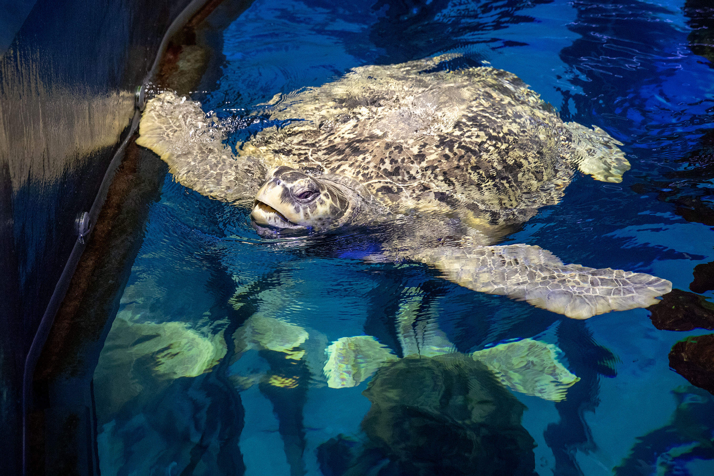 Myrtle surfaces for air by the side of the Giant Ocean Tank. (Robin Lubbock/WBUR)