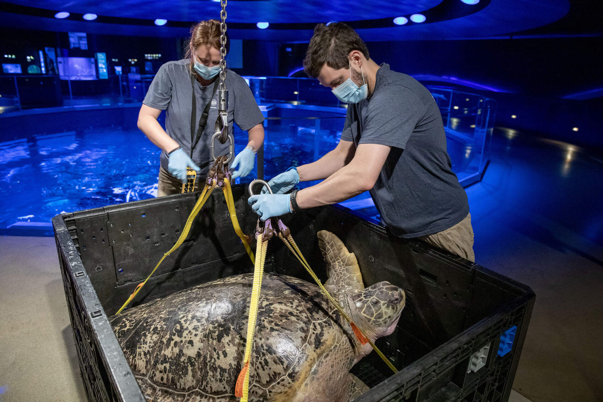 After a regular medical examination, aquarium staff gently attach Myrtle's crate to a winch to lower her back into the tank. (Robin Lubbock/WBUR)