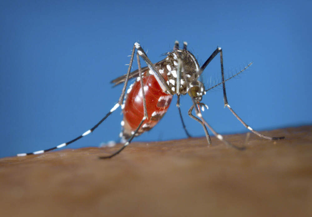 This 2003 photo shows a female Aedes albopictus mosquito acquiring a blood meal from a human host. Dengue, a tropical illness caused by a virus, is spread by Aedes mosquitos, a type of warm weather insect that is expanding its geographic reach because of climate change, experts say. (James Gathany/Centers for Disease Control and Prevention via AP)