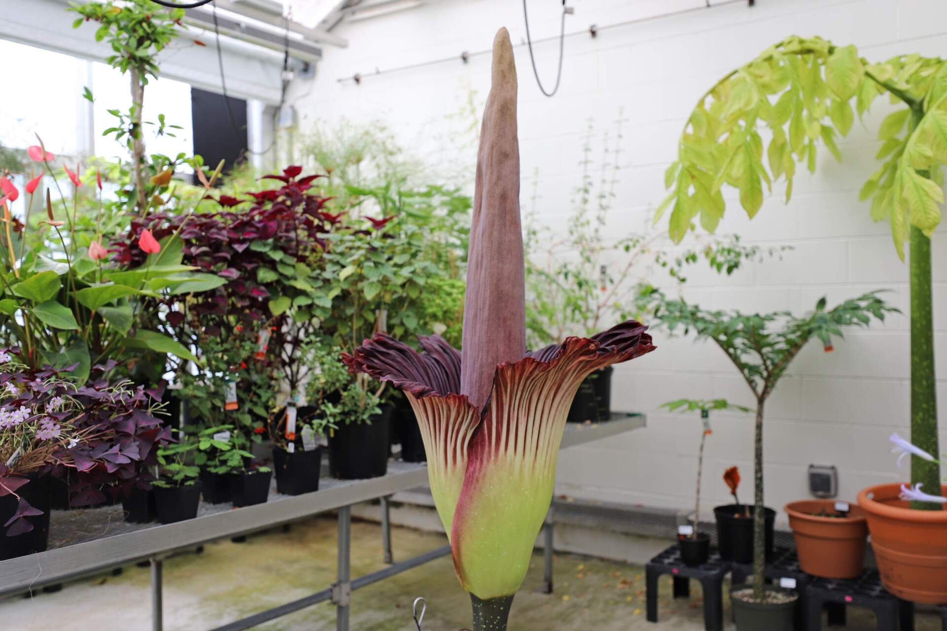 Dame Judi Stench, a corpse flower, is in full bloom at the Arnold Arboretum's teaching greenhouse. (Courtesy Jon Herman/Arnold Arboretum)
