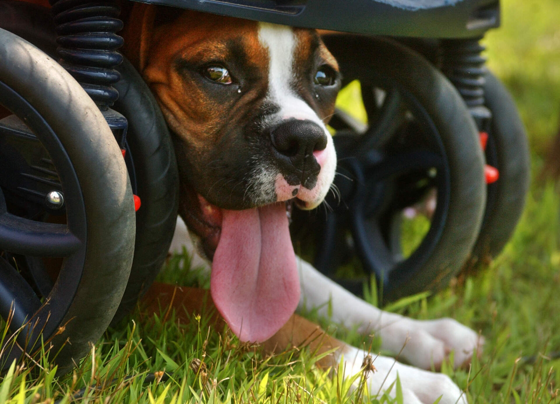 Magic, a 4-month-old boxer owned by Danvers resident Eric Leets, watches the frisbee dog show at the Topsfield Fair from the shade of a baby carriage.(Patrick Whittemore/MediaNews Group/Boston Herald via Getty Images/Archive)