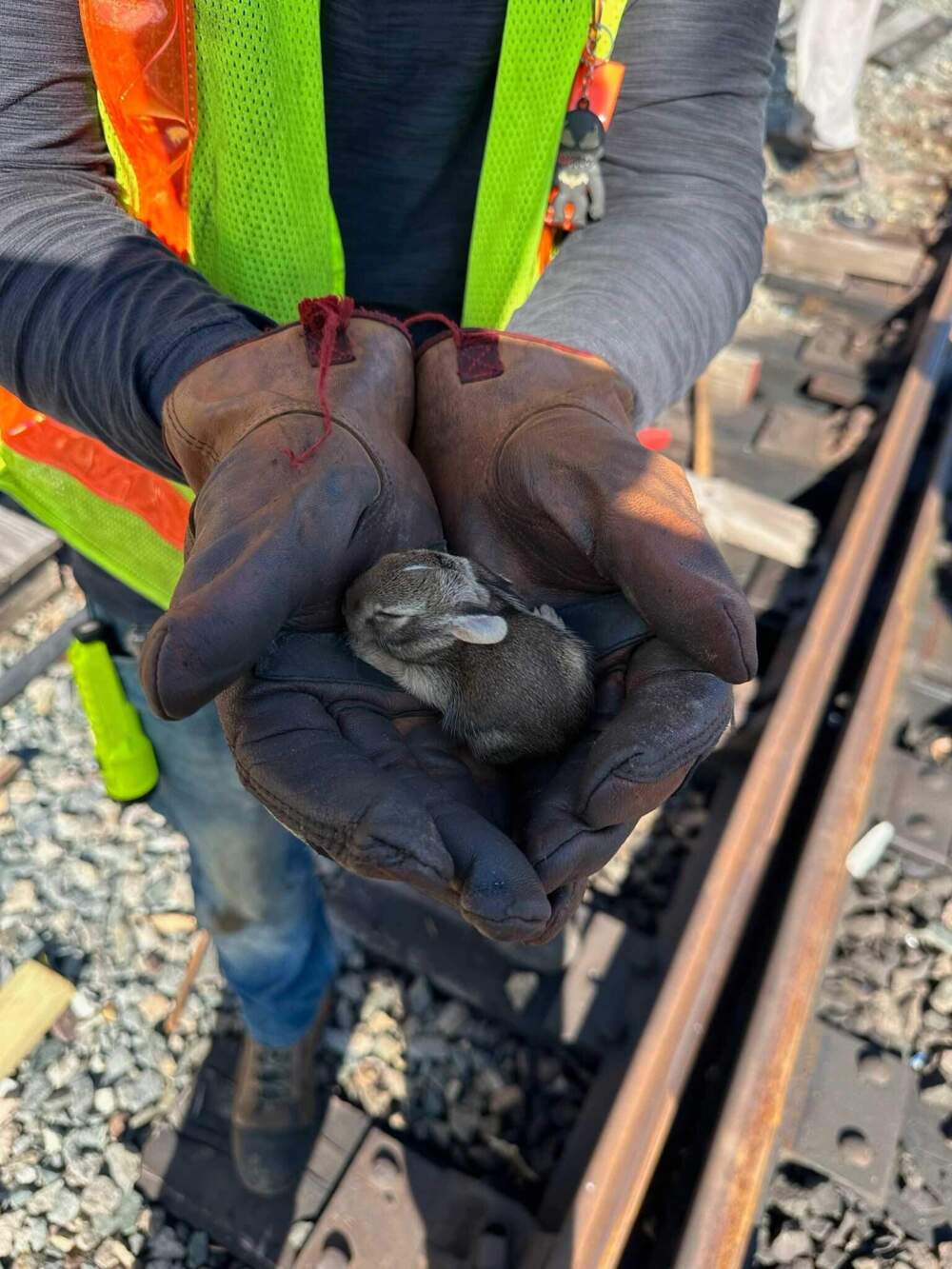 A rabbit that was rescued near Blue Line tracks earlier this week. (Courtesy photo MBTA)