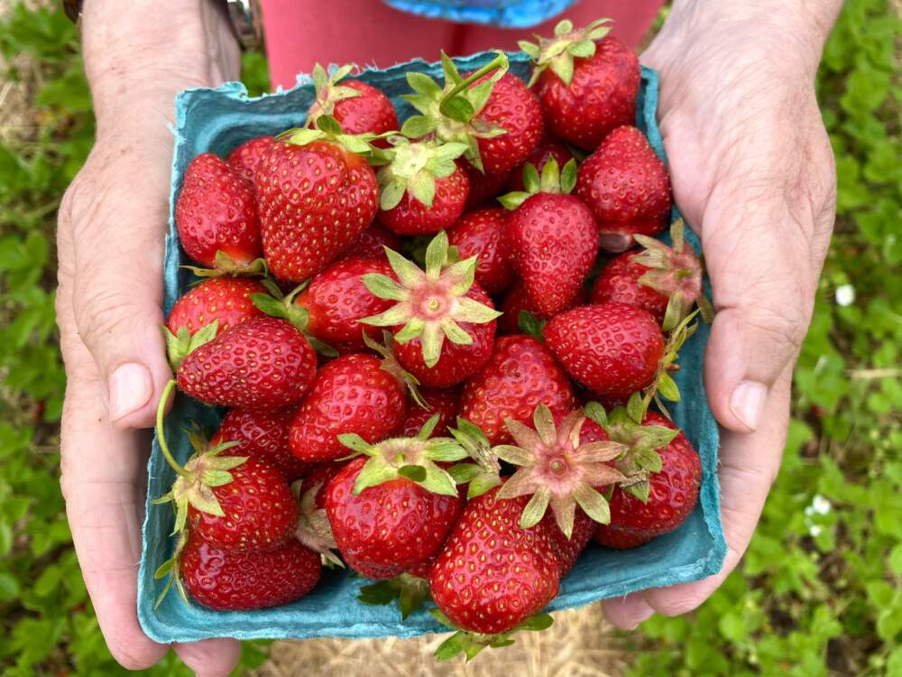 A quart of fresh, ripe strawberries picked at Russell Orchards (Andrea Shea/WBUR)