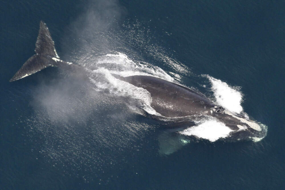 This image provided by NOAA, shows a North Atlantic right whale swimming off New England. (NOAA via AP)