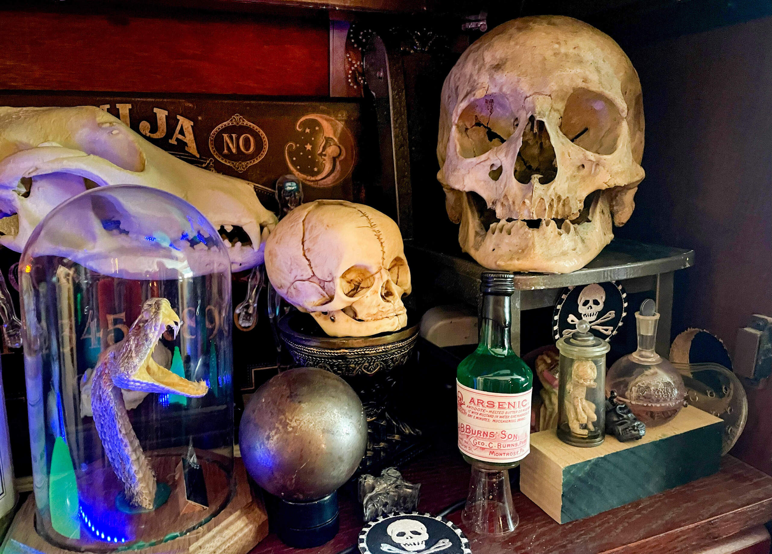 A shelf displaying Mike Drake's collections. The first human skull he acquired is on the far right. In the middle, a replica fetal skull is displayed. (Ally Jarmanning/WBUR)