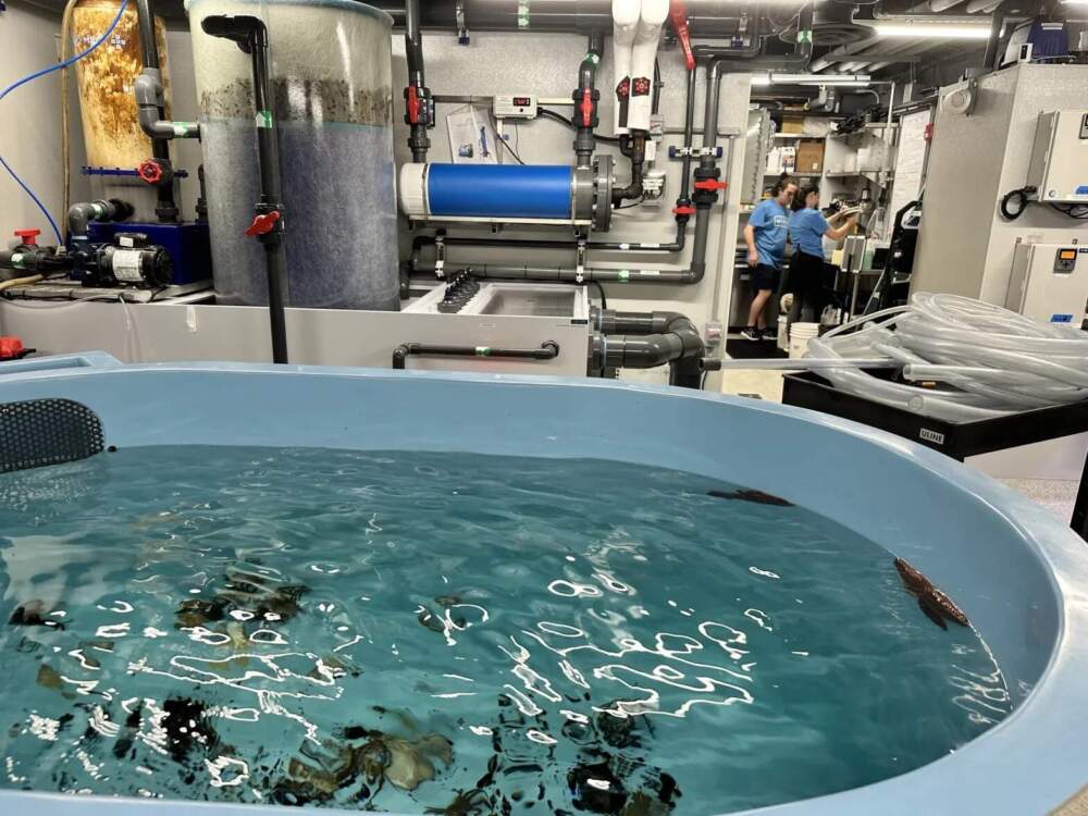 The aquarium moved its animals to the new center in downtown Newport shortly before the sea began walloping buildings at Easton’s Beach this winter. (Olivia Ebertz/The Public's Radio)