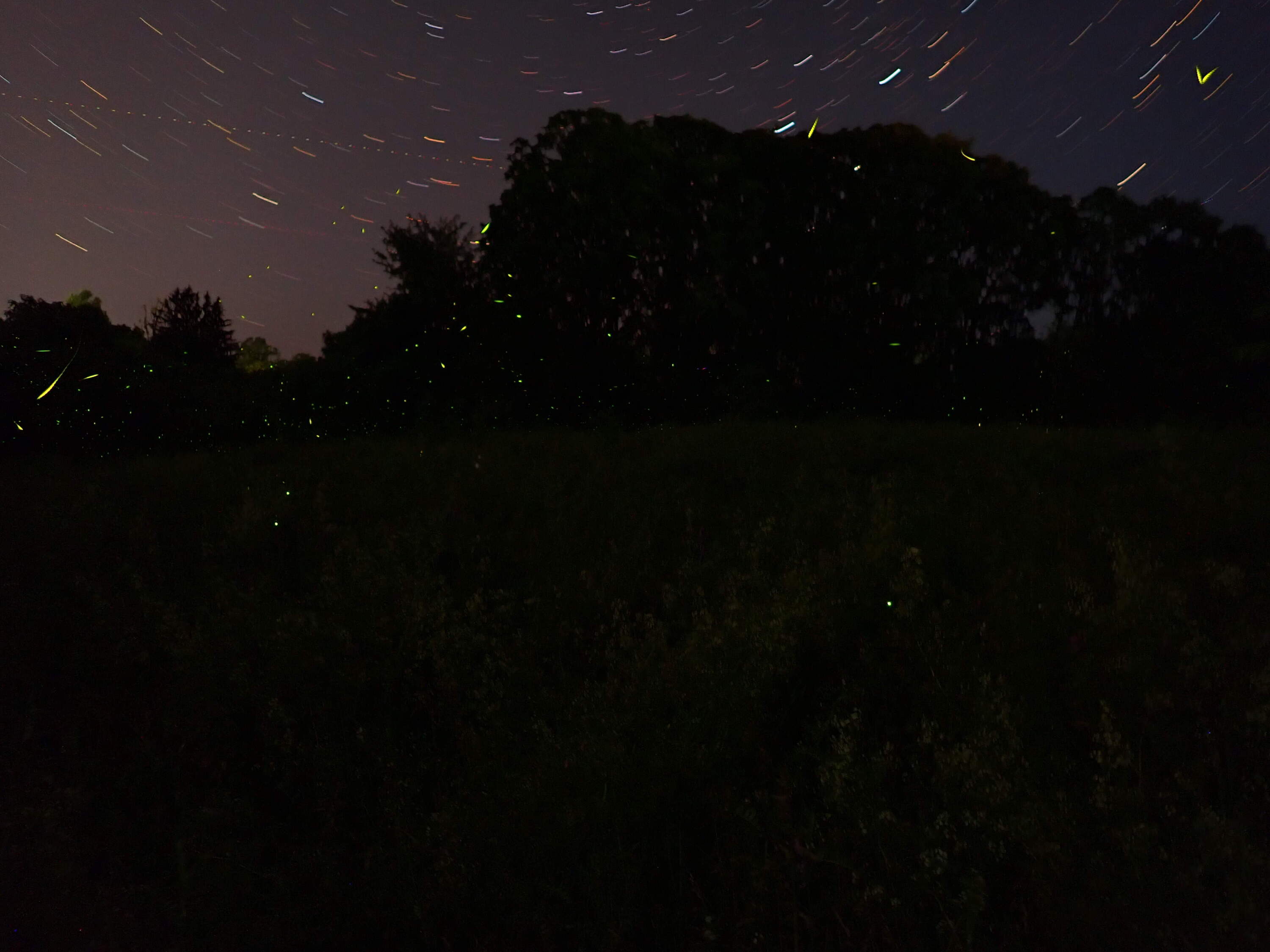 Photuris firefly flashes and star trails. (Richard Joyce/Xerces Society)