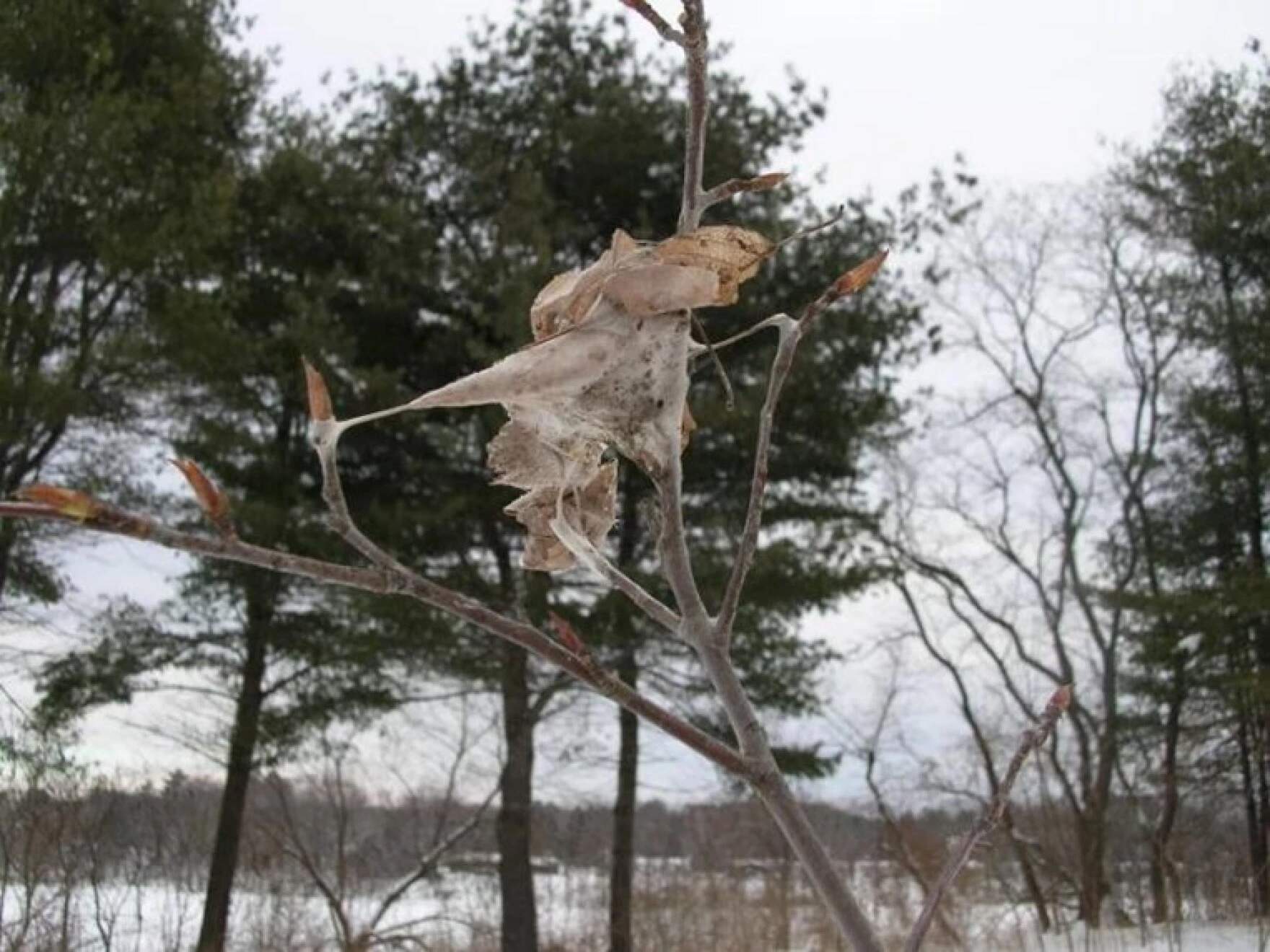 Browntail moth nest. (Tom Schmeelk/Maine Forest Service via NHPR)