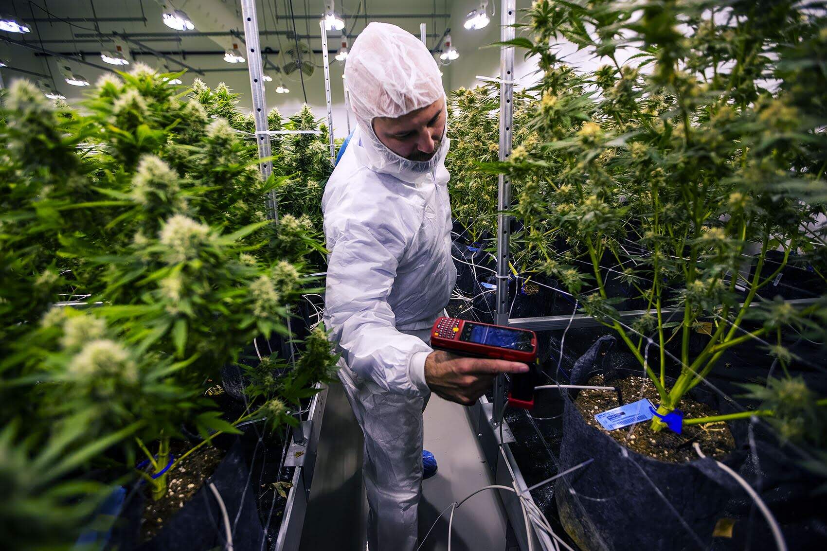 A Cannabis Control Commission inspector scans tags that correspond to a database identifying every plant in the flowering room at Sira Naturals. (Jesse Costa/WBUR)