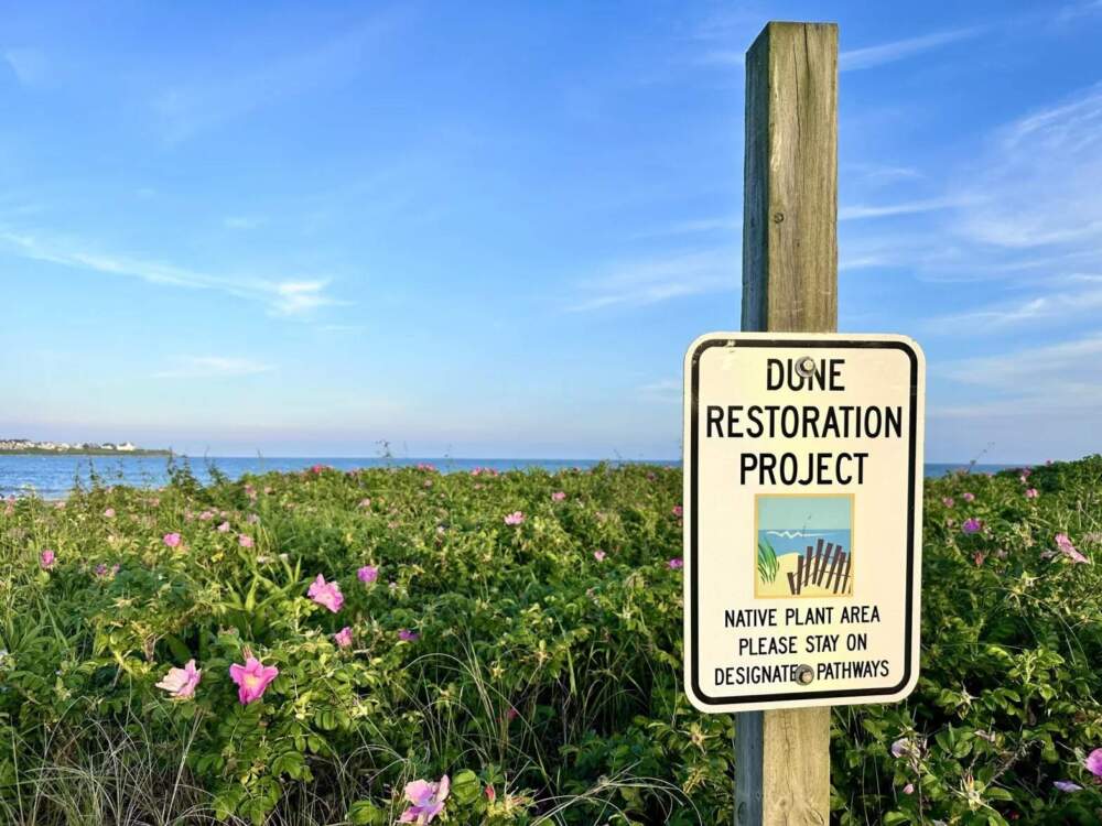 Wenley Ferguson and her team think planting seagrass at Easton’s Beach has helped fortify it, and that adding more will only help. (Olivia Ebertz/The Public's Radio)