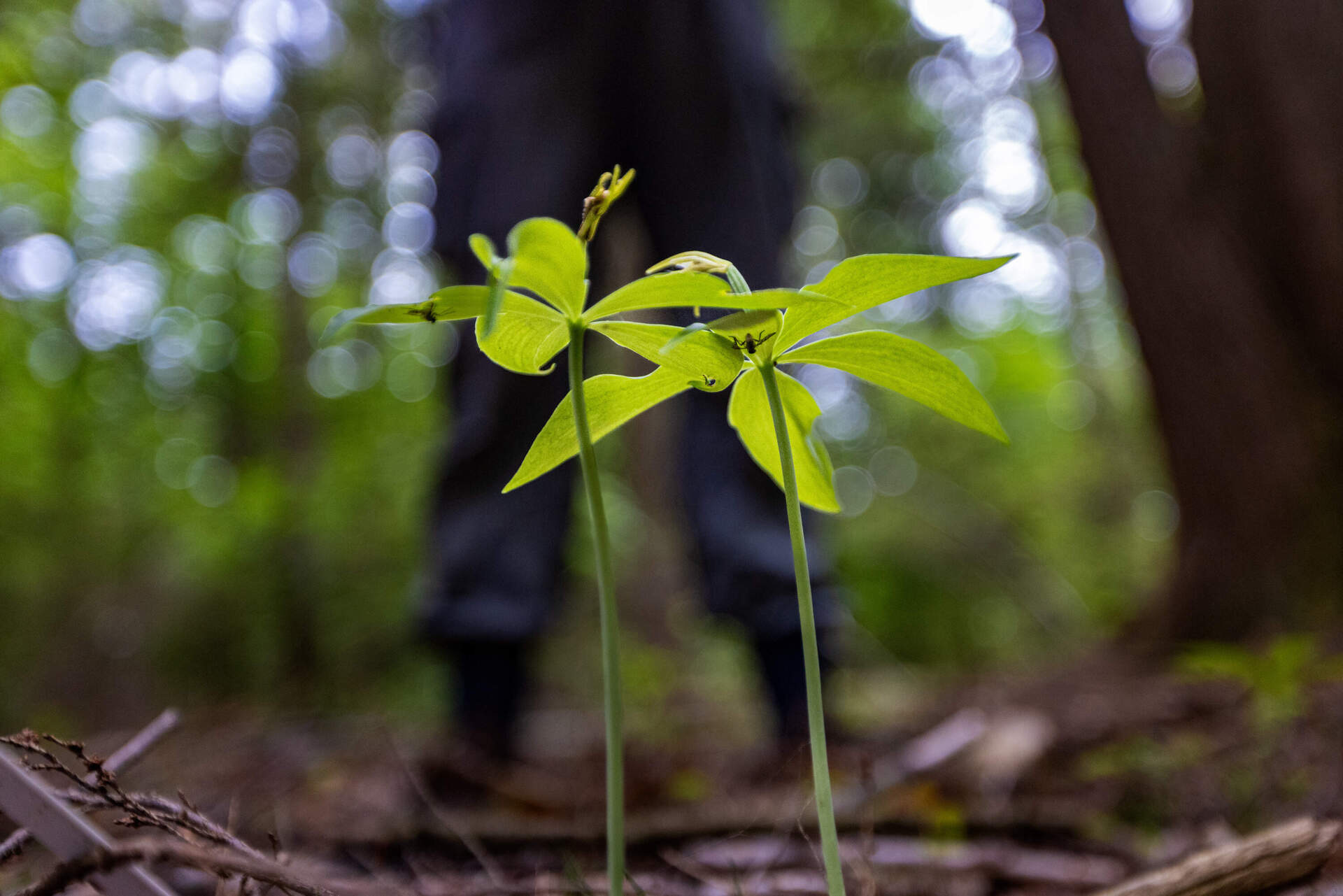 A small whorled pogonia on private land where the wild orchid grows and is being monitored by the Native Plant Trust. (Jesse Costa/WBUR)