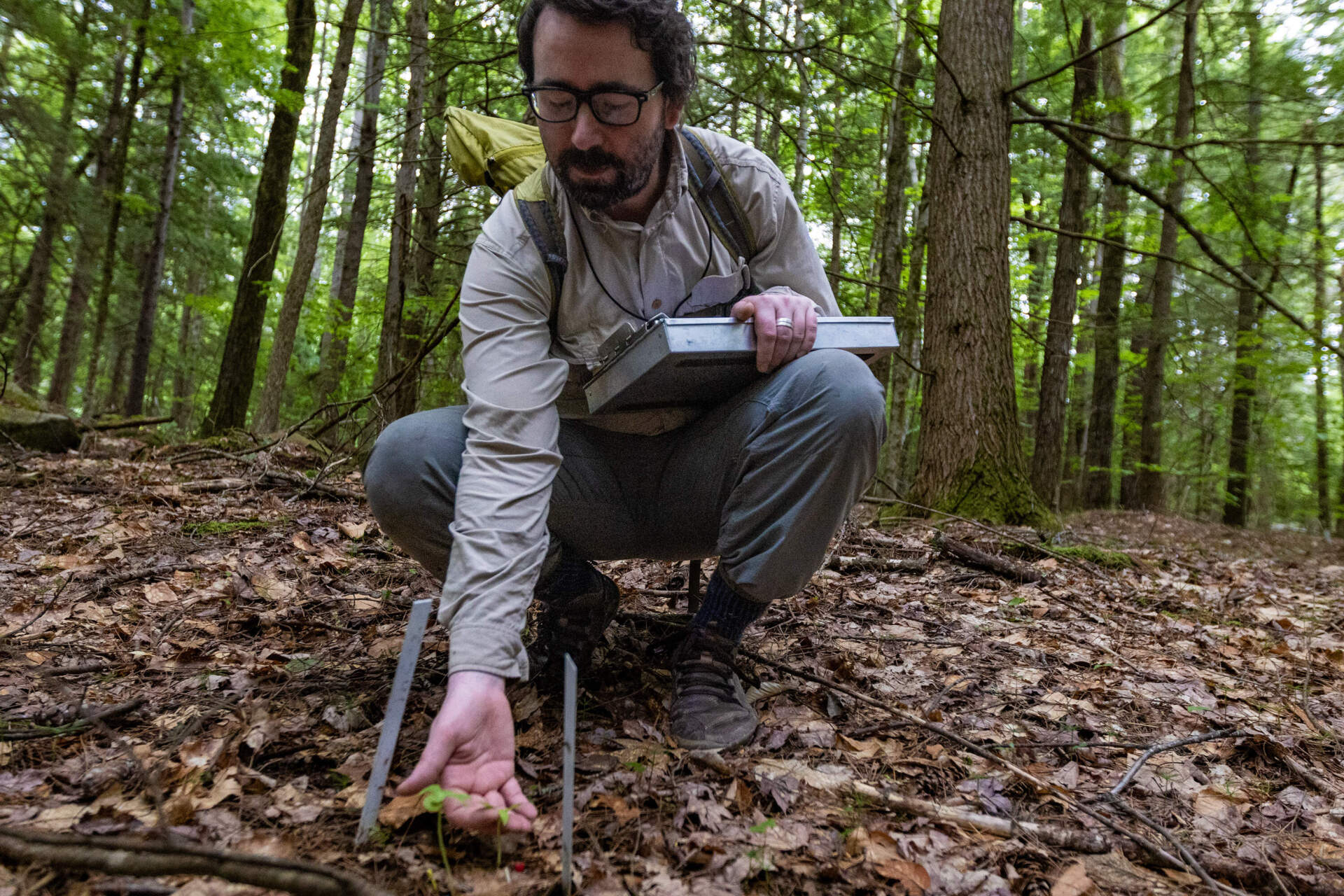 Michael Piantedosi, director of conservation at the Native Plant Trust, examines a small whorled pogonia on private land where the wild orchid grows and is being monitored. (Jesse Costa/WBUR)