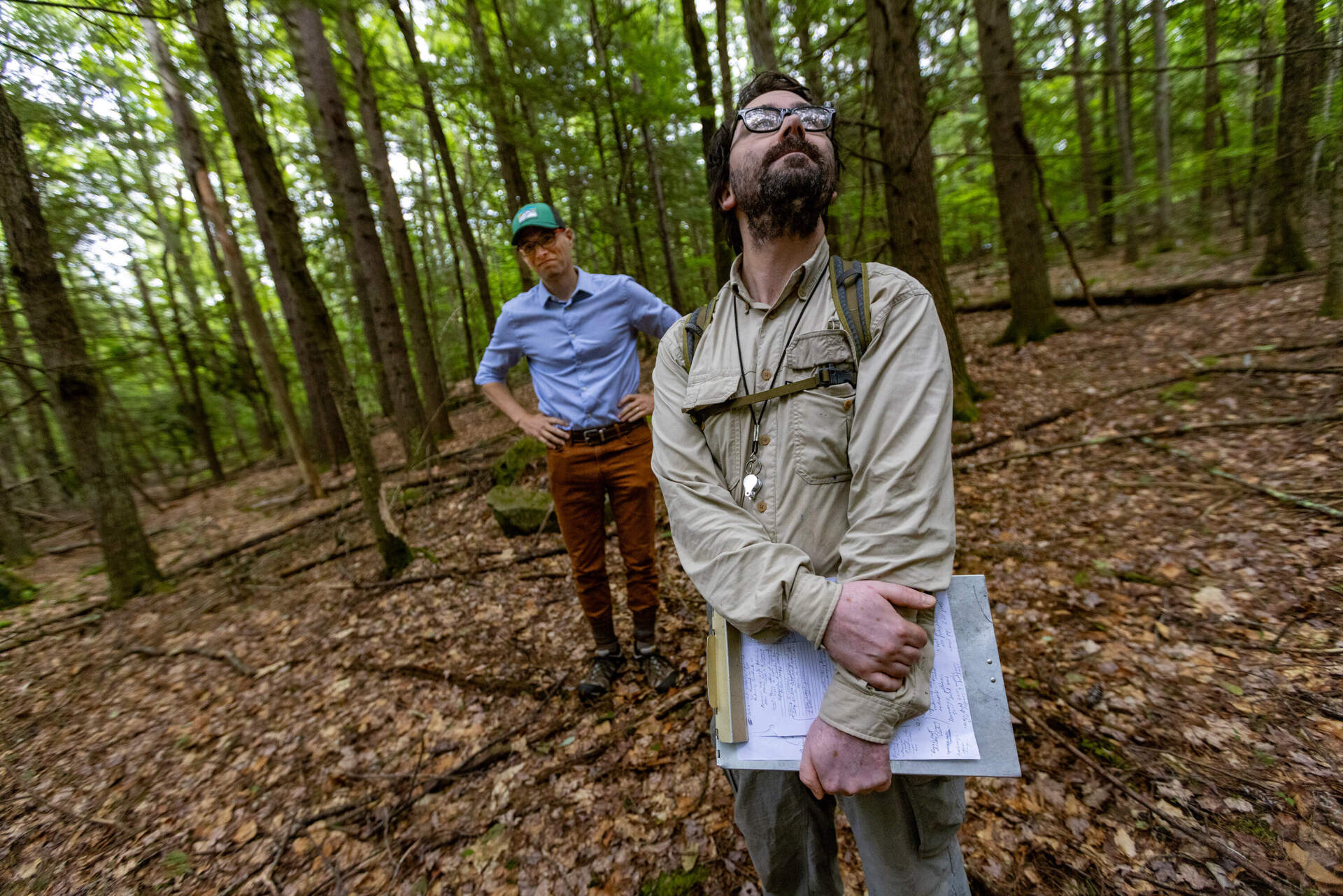 Native Plant Trust CEO, Tim Johnson, watches Michael Piantedosi, director of conservation, as he looks up at the tree canopy which has been thinned out to allow more light for the whorled pogonia to thrive in the woods. (Jesse Costa/WBUR)