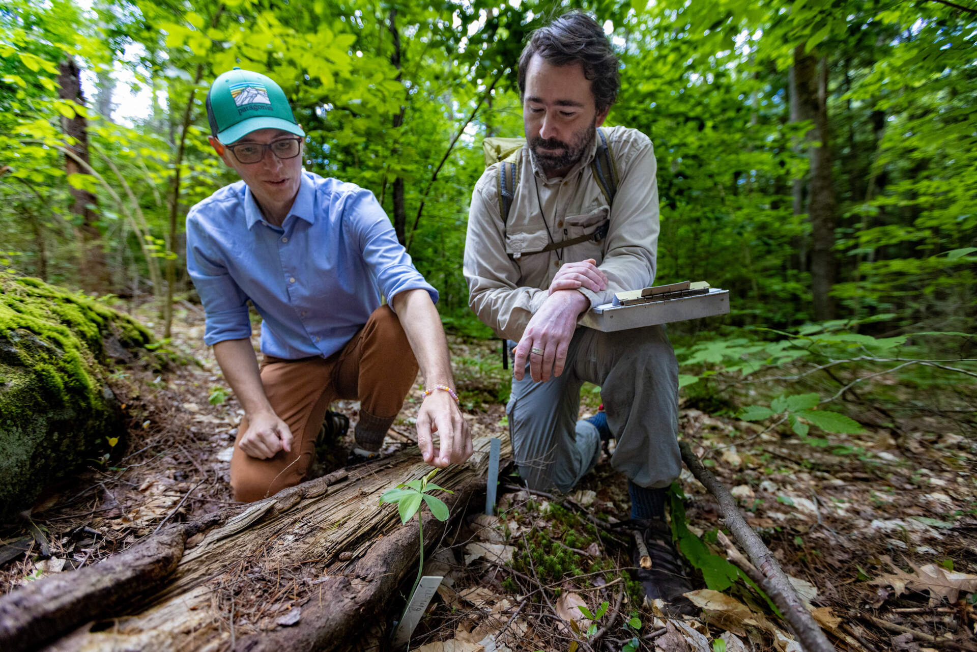 Native Plant Trust CEO, Tim Johnson, and director of conservation, Michael Piantedosi, examine a small whorled pogonia growing on private land where it is being monitored. (Jesse Costa/WBUR)