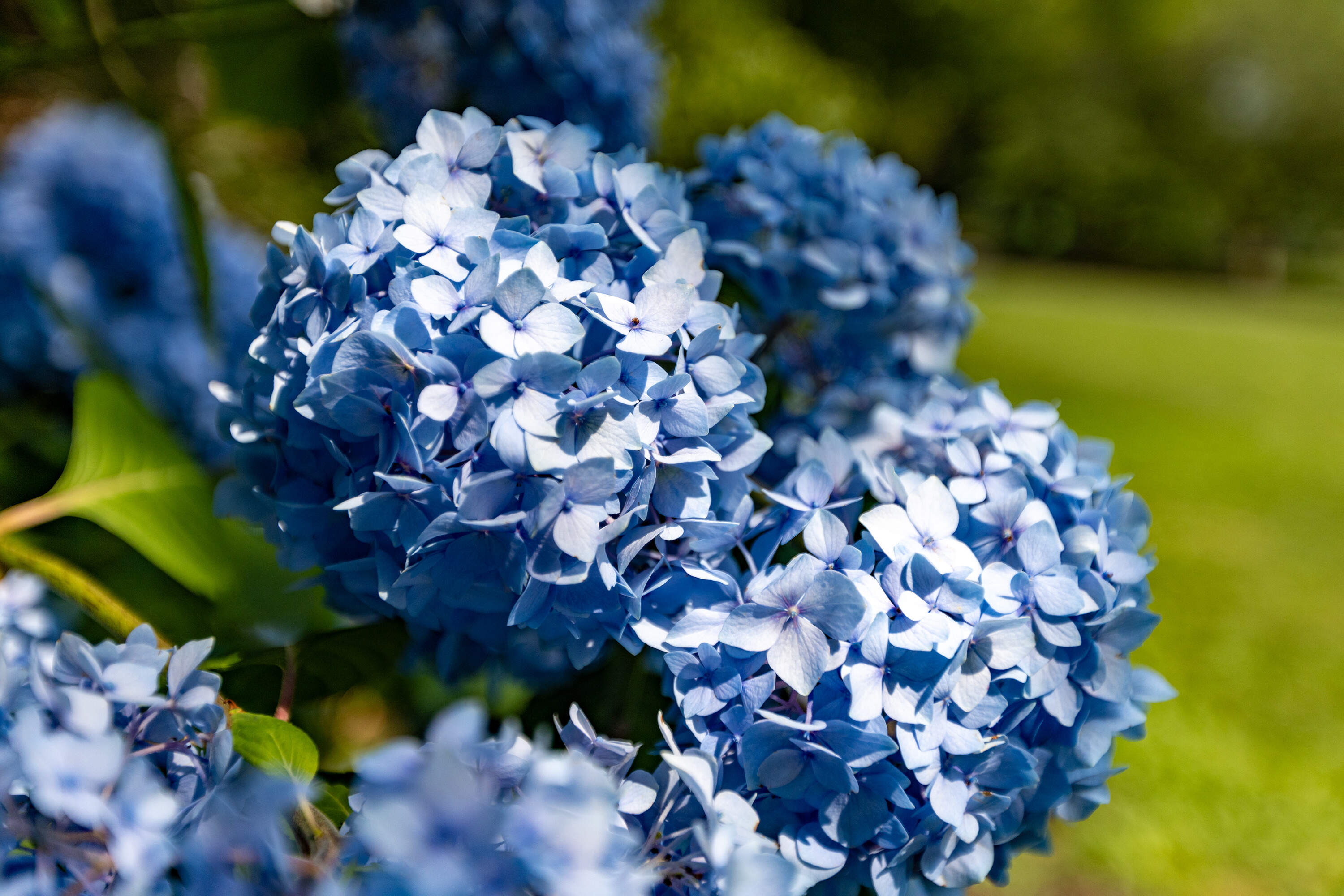 Hydrangeas in bloom on July 10, 2024, in Boston. (Jesse Costa/WBUR)