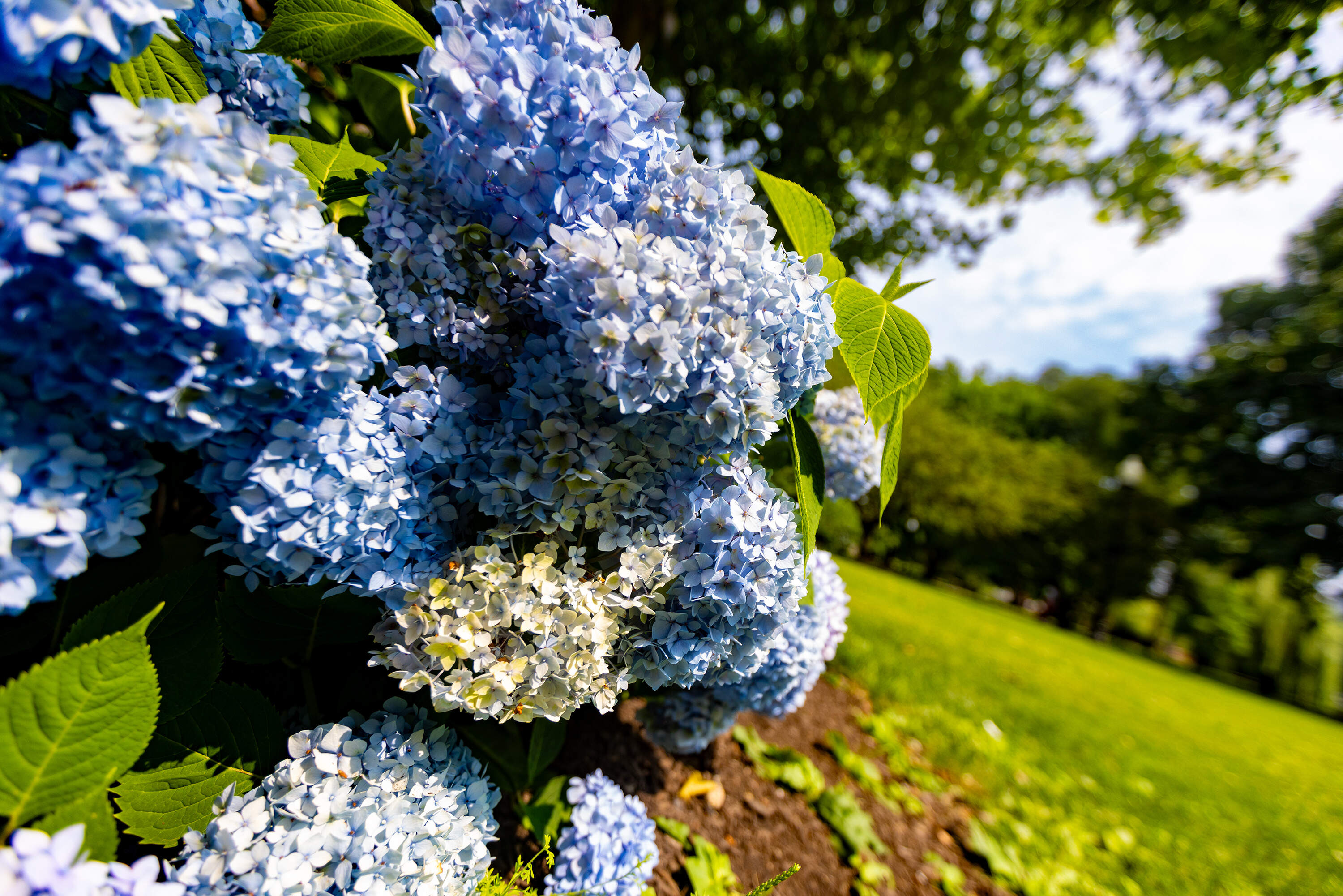 Hydrangea blooming in the Public Garden in Boston. (Jesse Costa/WBUR)