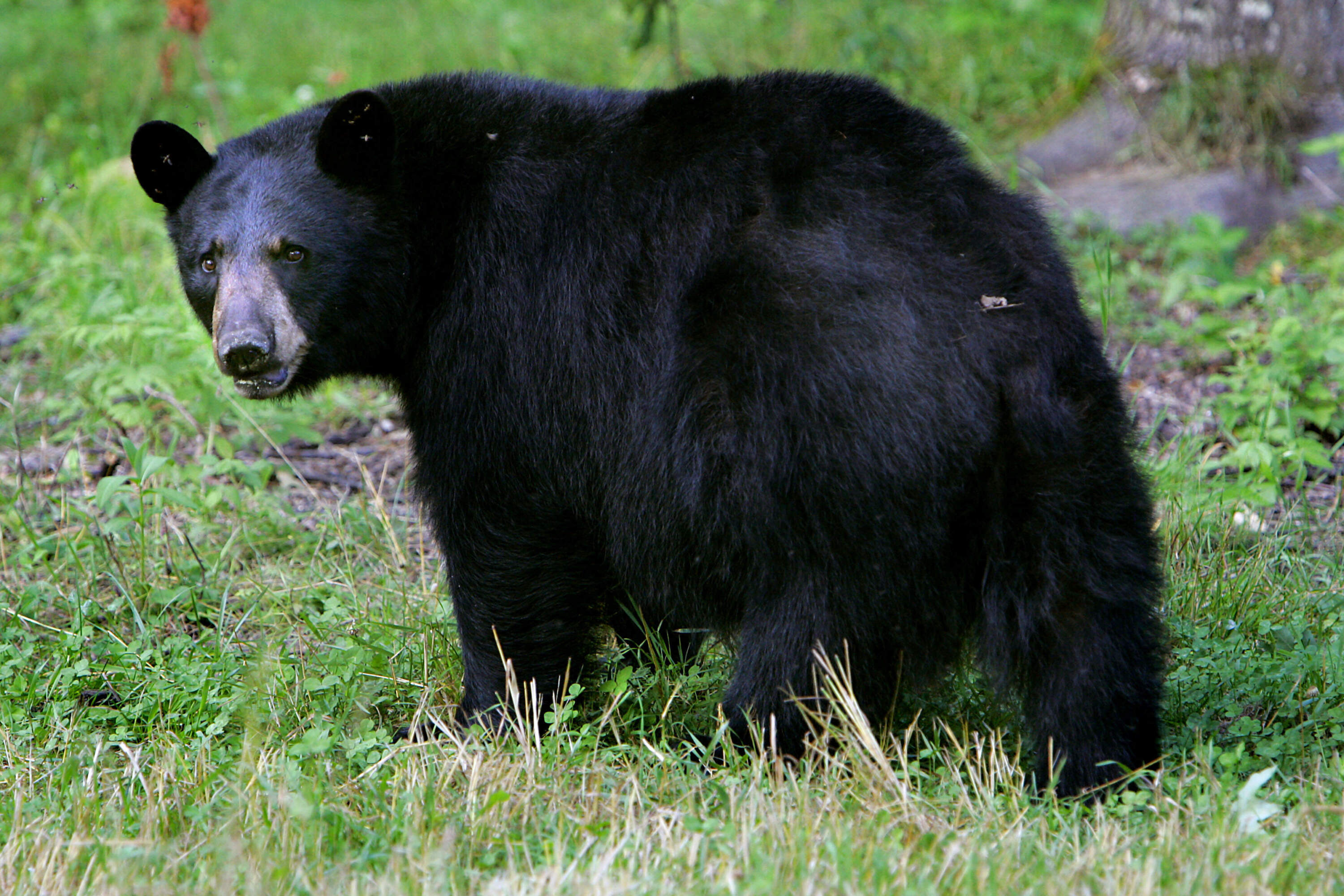 A black bear in Lyms, New Hampshire. (Cheryl Senter/AP)