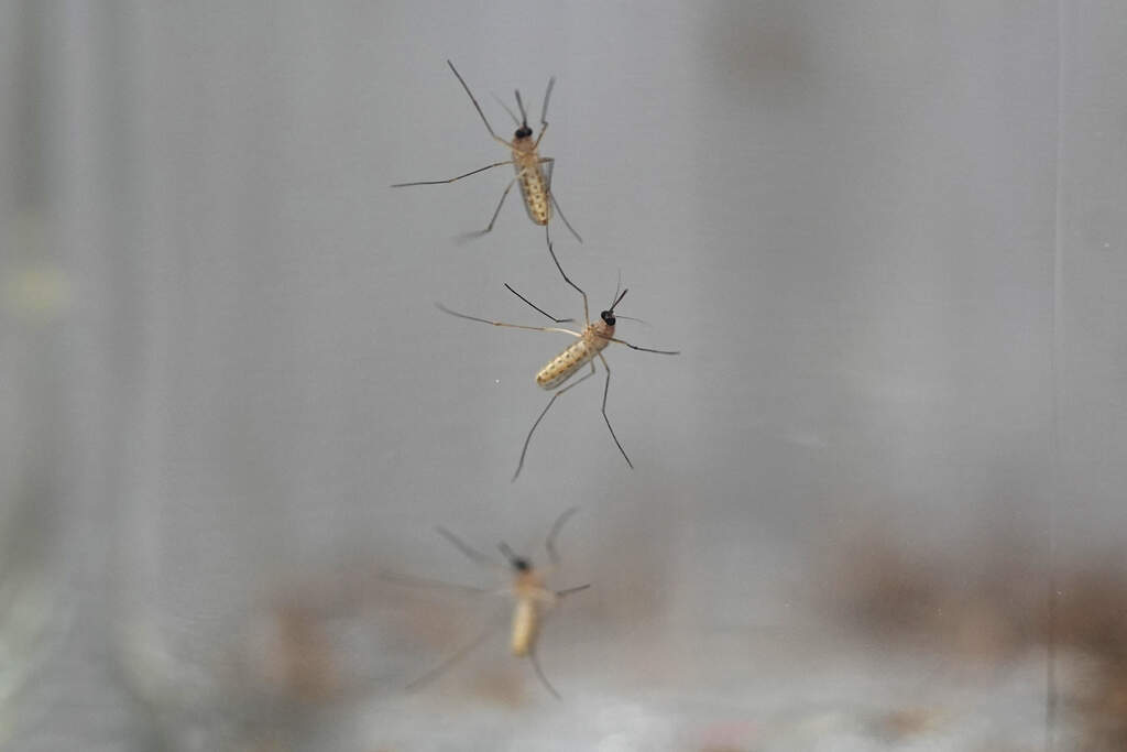 Mosquitoes cling to the inside of a jar loaded with repellent during a test in a Centers for Disease Control laboratory. (David Zalubowski/AP)