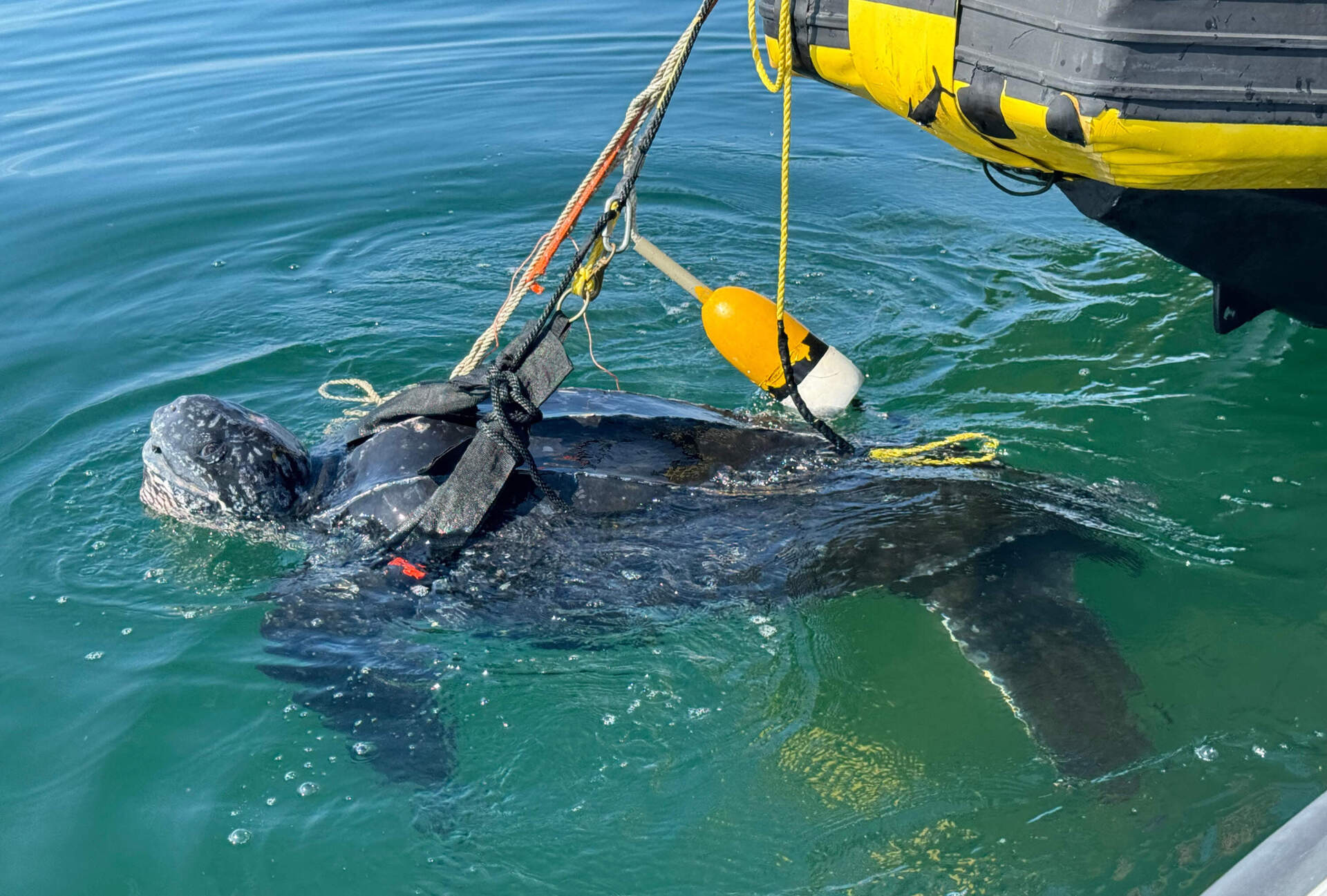Phinney in Cape Cod Bay. (Courtesy New England Aquarium under NMFS Permit #21301-01)