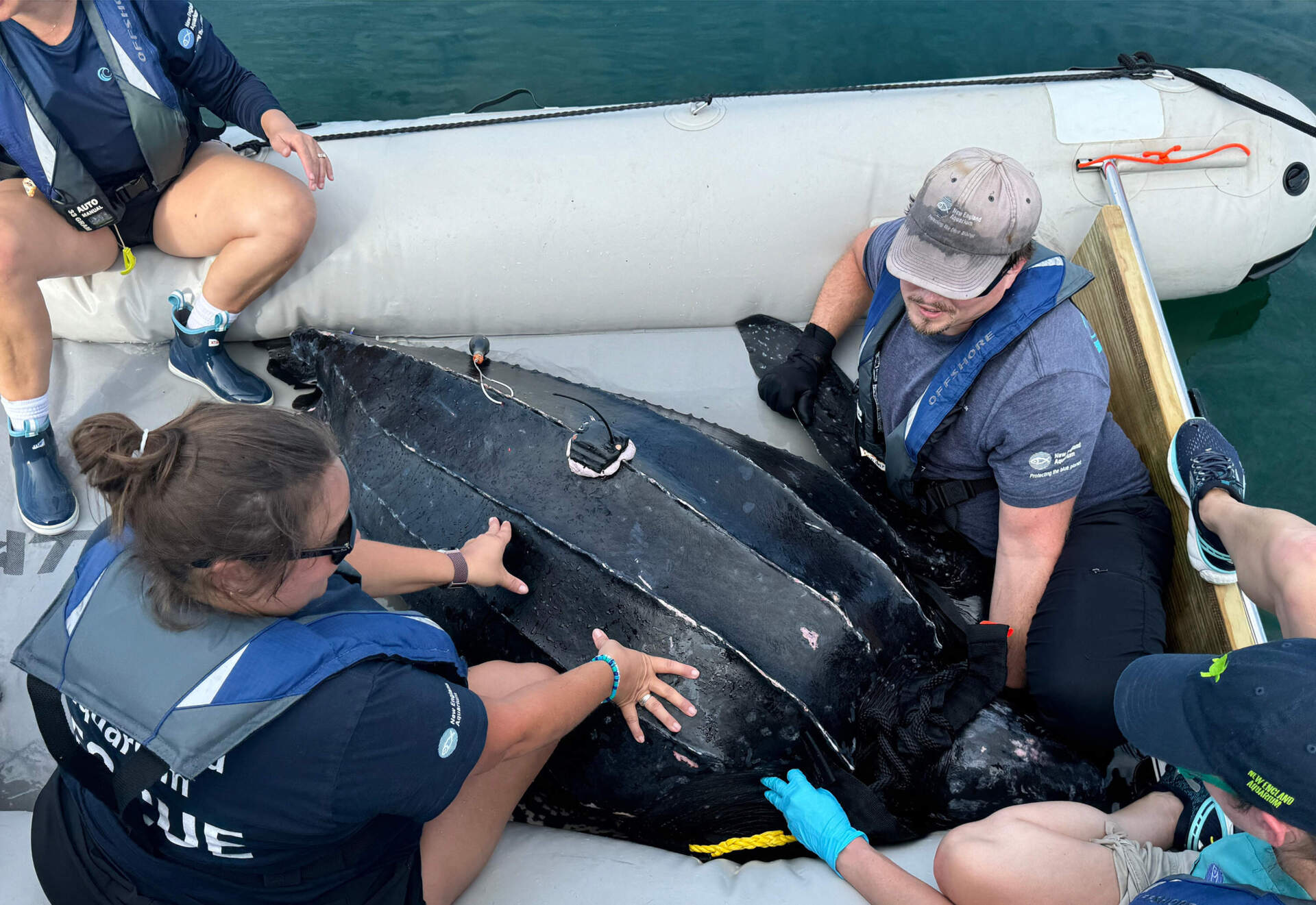 (Courtesy New England Aquarium under NMFS Permit #21301-01)