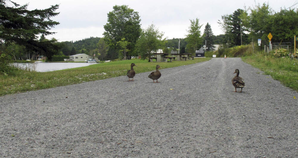 Ducks walk near the Joe's Pond section of the Lamoille Valley Rail Trail in Danville, Vt. (Wilson Ring/AP)