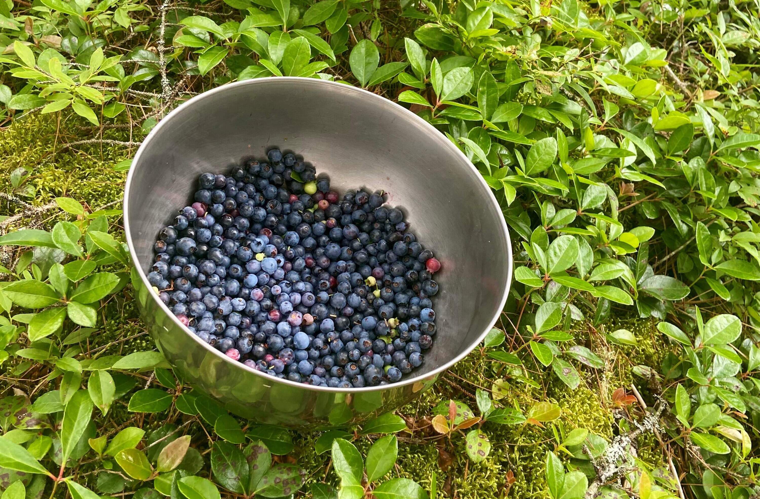 Harvesting wild Maine blueberries. (Kathy Gunst/Here & Now)