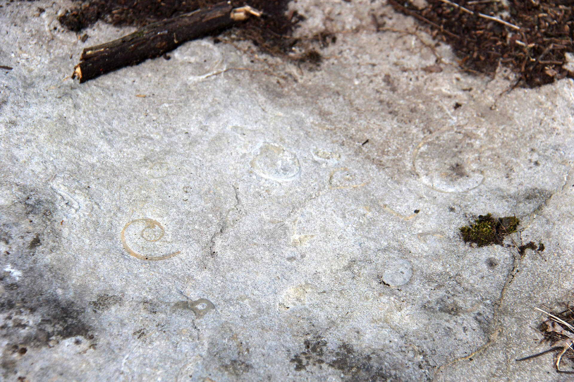 Spiral-shaped fossils seem at the Goodsell Ridge Fossil Preserve in Isle La Mott, which is a part of the larger Chazy Fossil Reef, seen on June 13. (Sophie Stevens/Vermont Public)