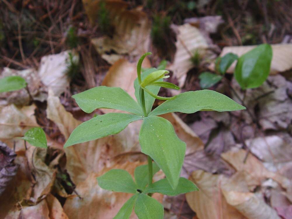 Small whorled pogonia (Isotria medeoloides) in flower. Photo by Don Cameron, former Botanist for Maine Natural Areas Program